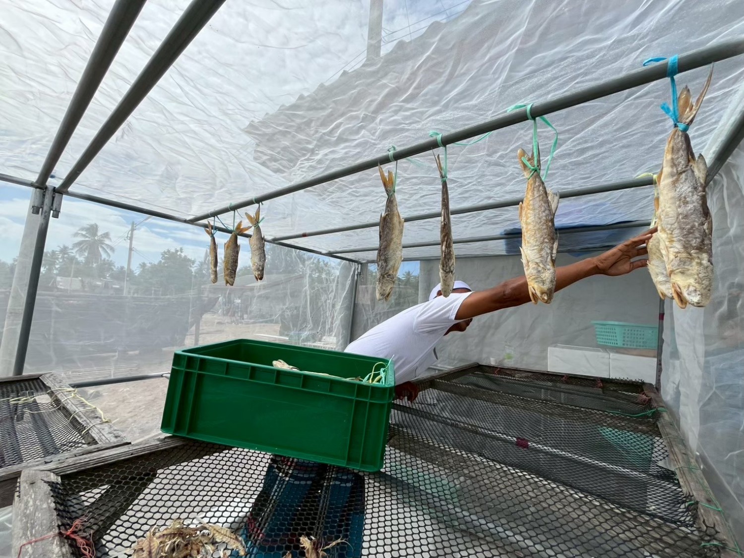 กรรมวิธีการผลิตปลากุเลาเค็ม