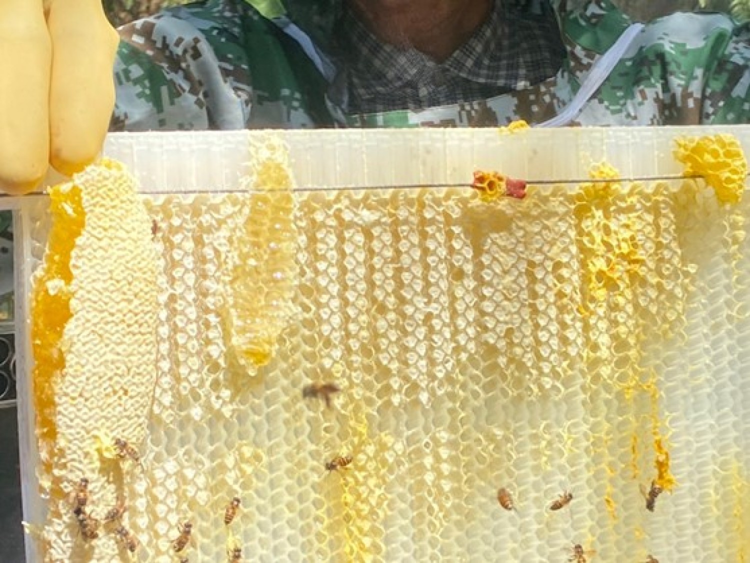 นวัตกรรมรวงผึ้งเทียม