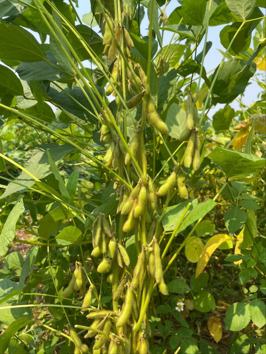 การจัดการและแปรรูปถั่วเหลือง/ถั่วลิสงเสริมสร้างมูลค่า