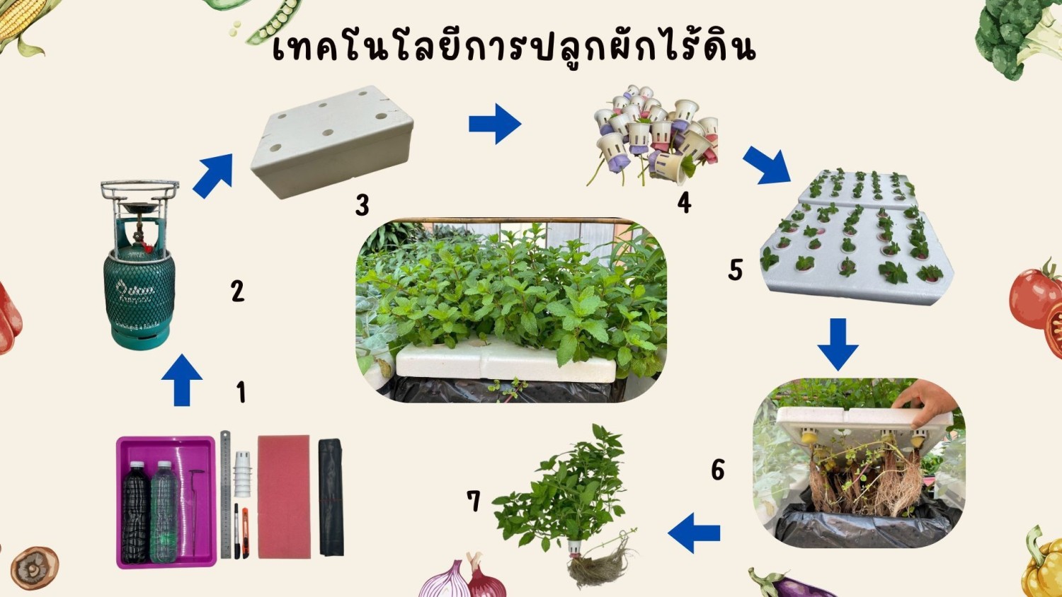 เทคโนโลยีการปลูกผักไร้ดิน (ผักไฮโดรโปรนิกส์ระบบน้ำนิ่ง)