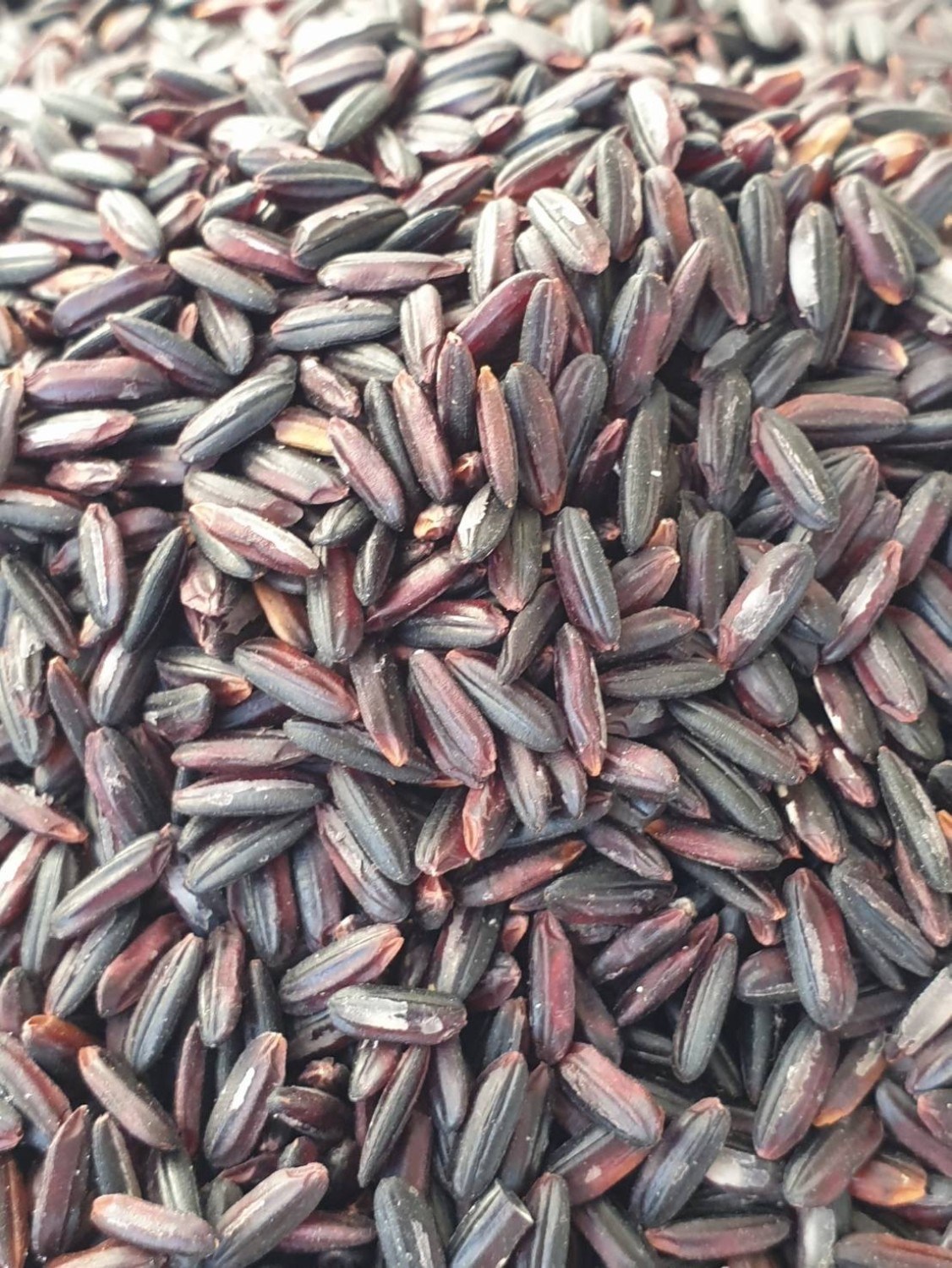 พันธุ์ก่ำเจ้า มช. 107