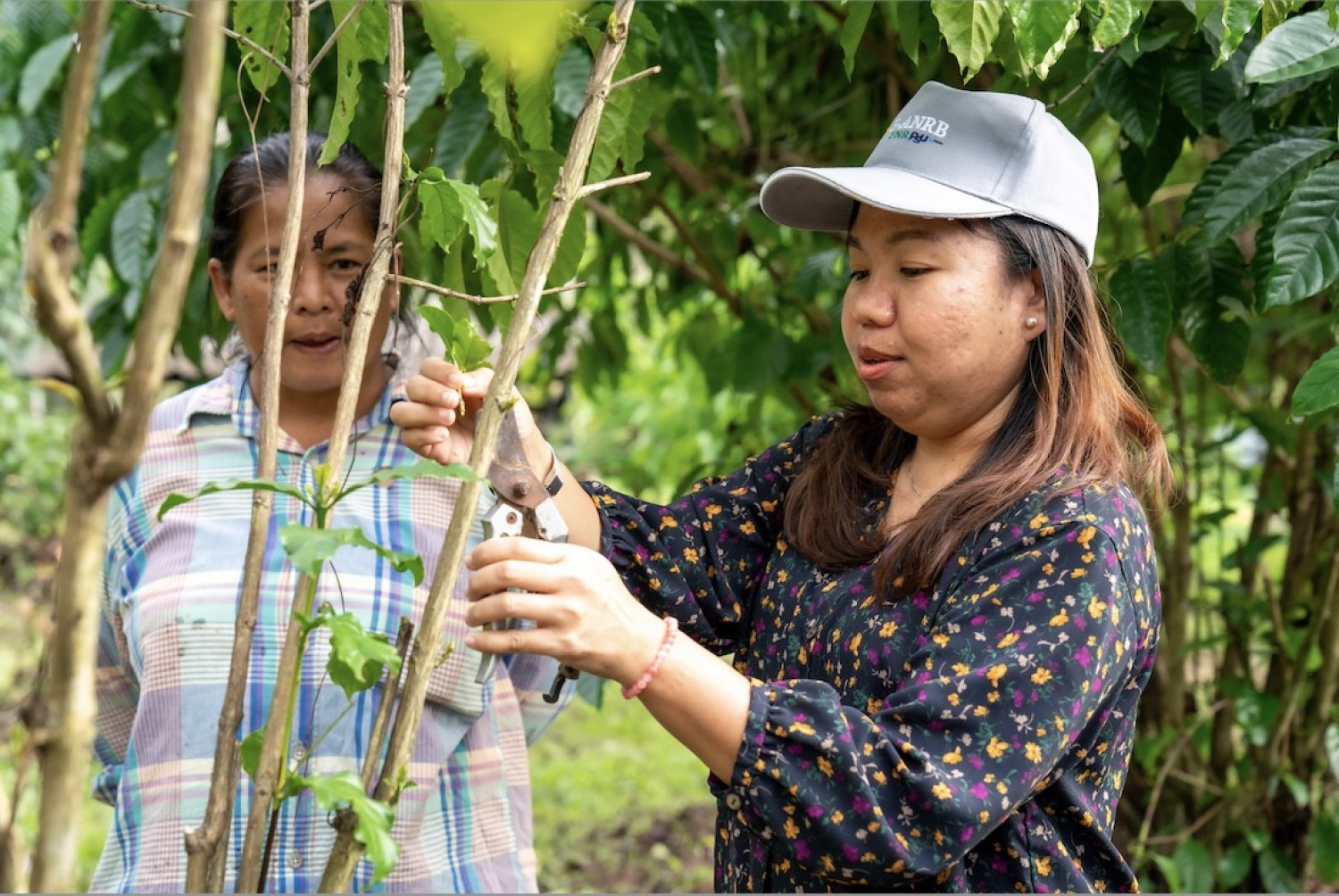 การจัดการแปลงปลูกและตัดแต่งกิ่งกาแฟ
