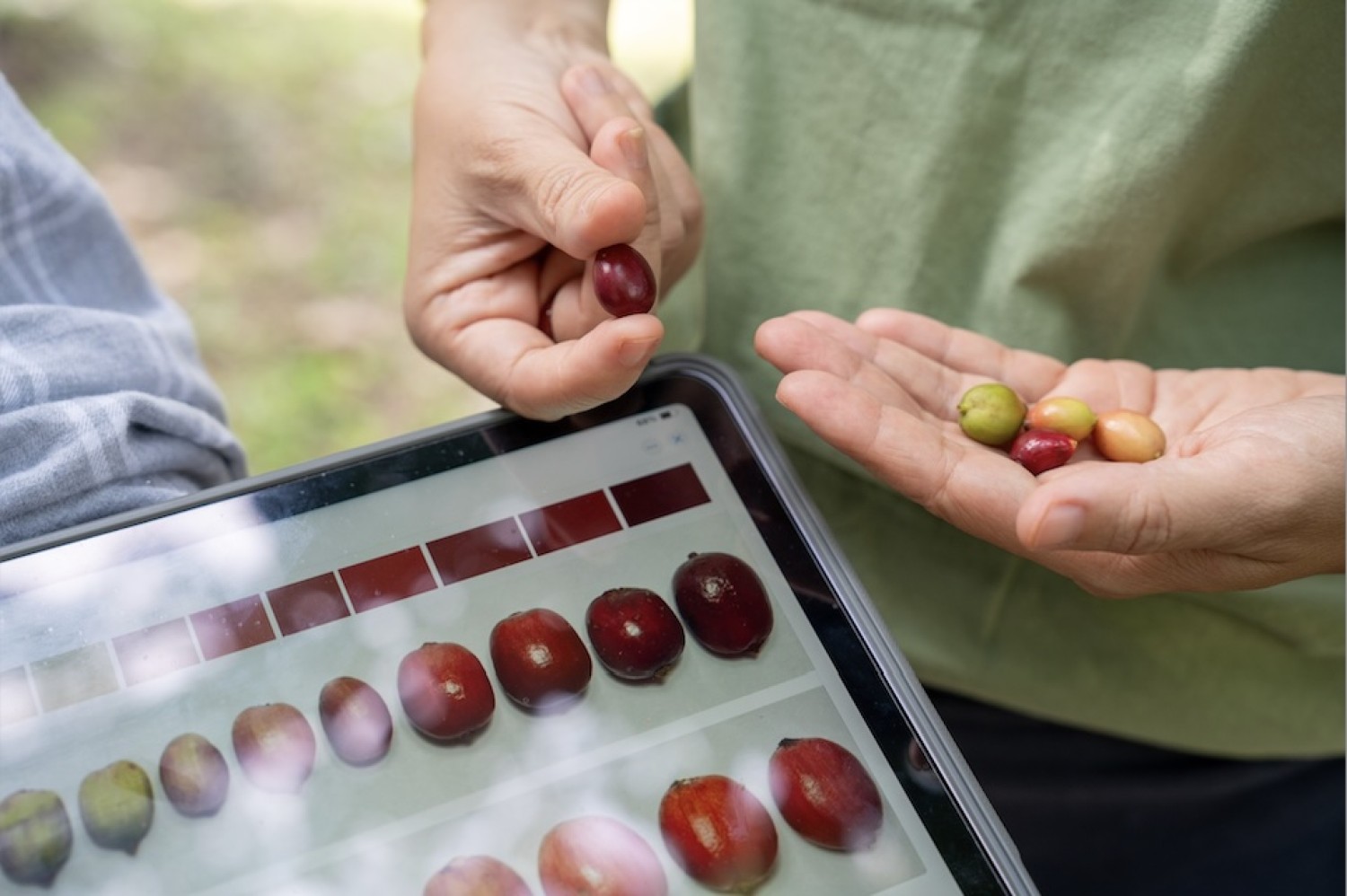 เทคโนโลยีการเก็บเกี่ยว และโรงตากกาแฟ