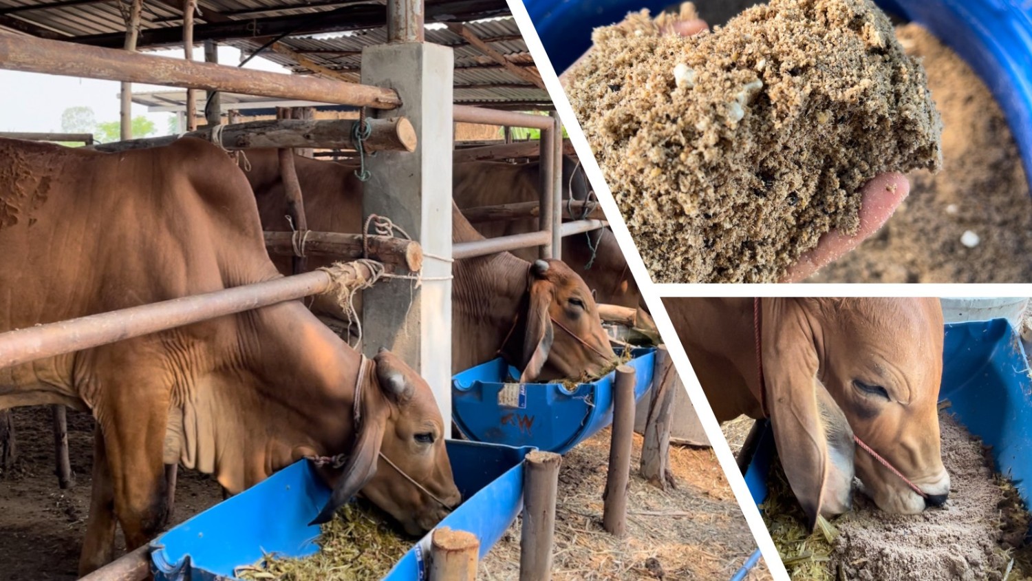 อาหารข้นสำหรับโคขุนลูกผสมบราห์มัน