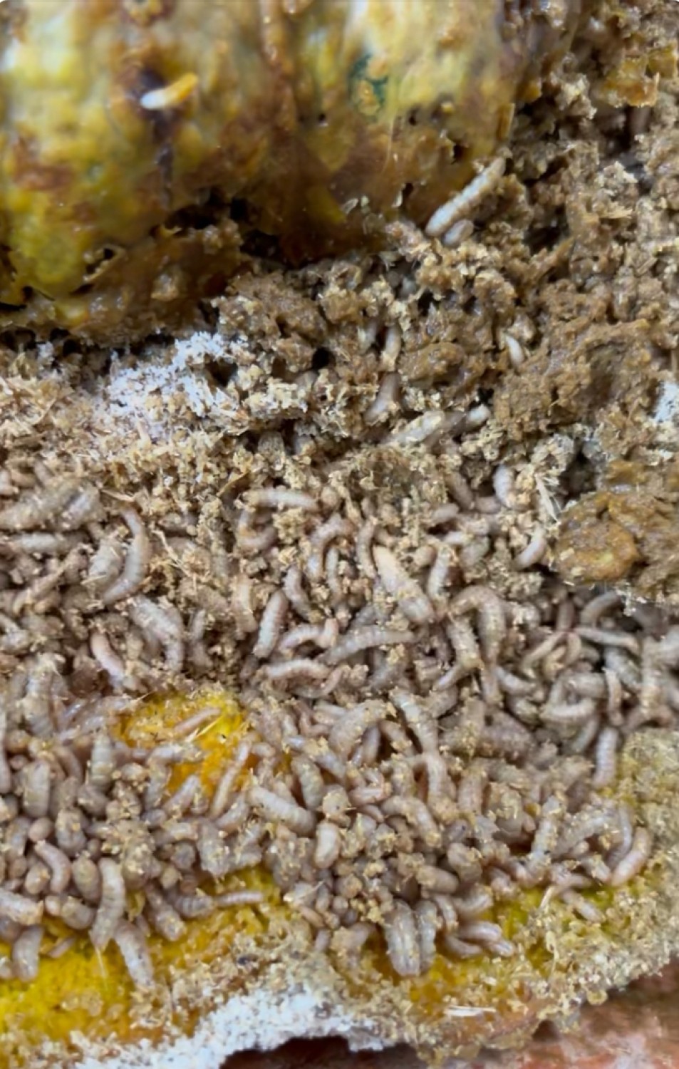 การลดต้นทุนการผลิต (อาหารกบ) จากการเลี้ยงหนอนทหารเสือลาย