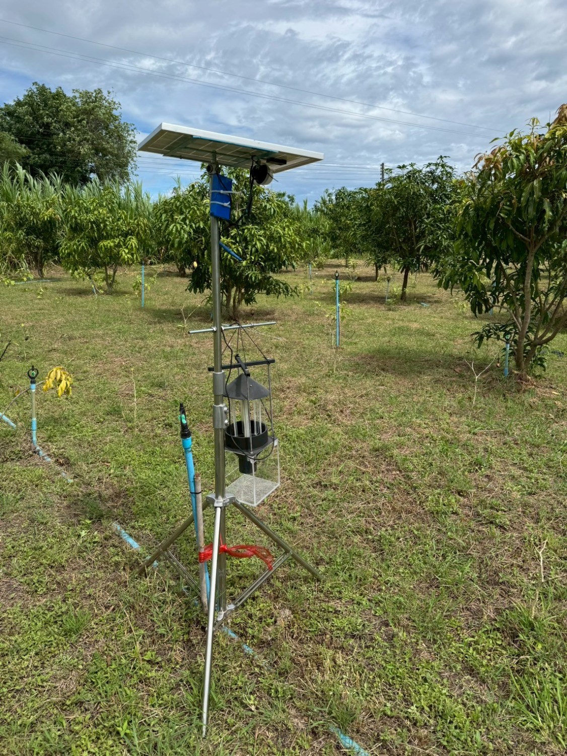 กับดักแมลงพลังงานแสงอาทิตย์ ที่เป็นมิตรต่อสิ่งแวดล้อม 