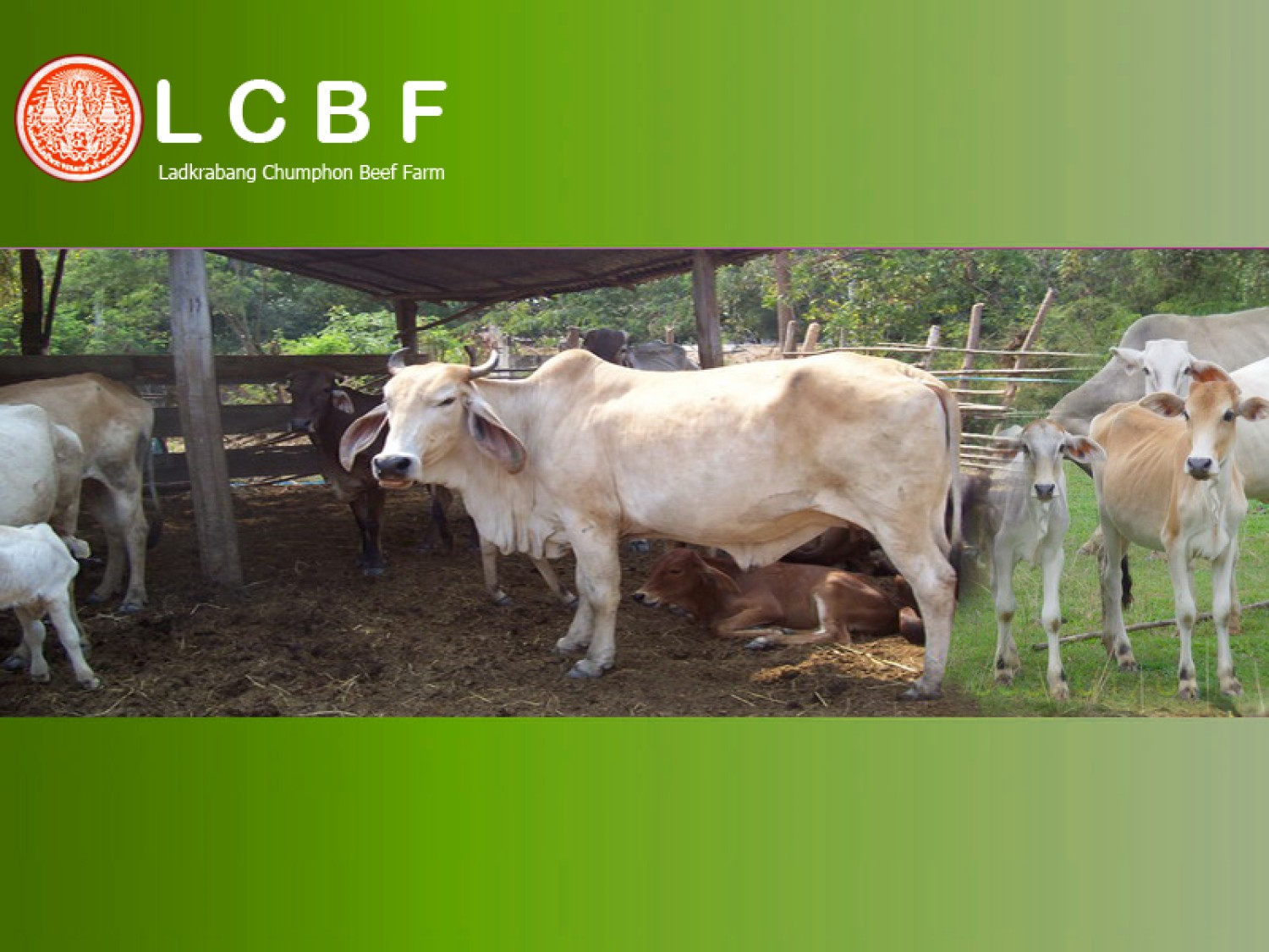 โปรแกรมจัดการฟาร์มโคเนื้อ LCBF (Ladkrabang Chumphon Beef Farm)