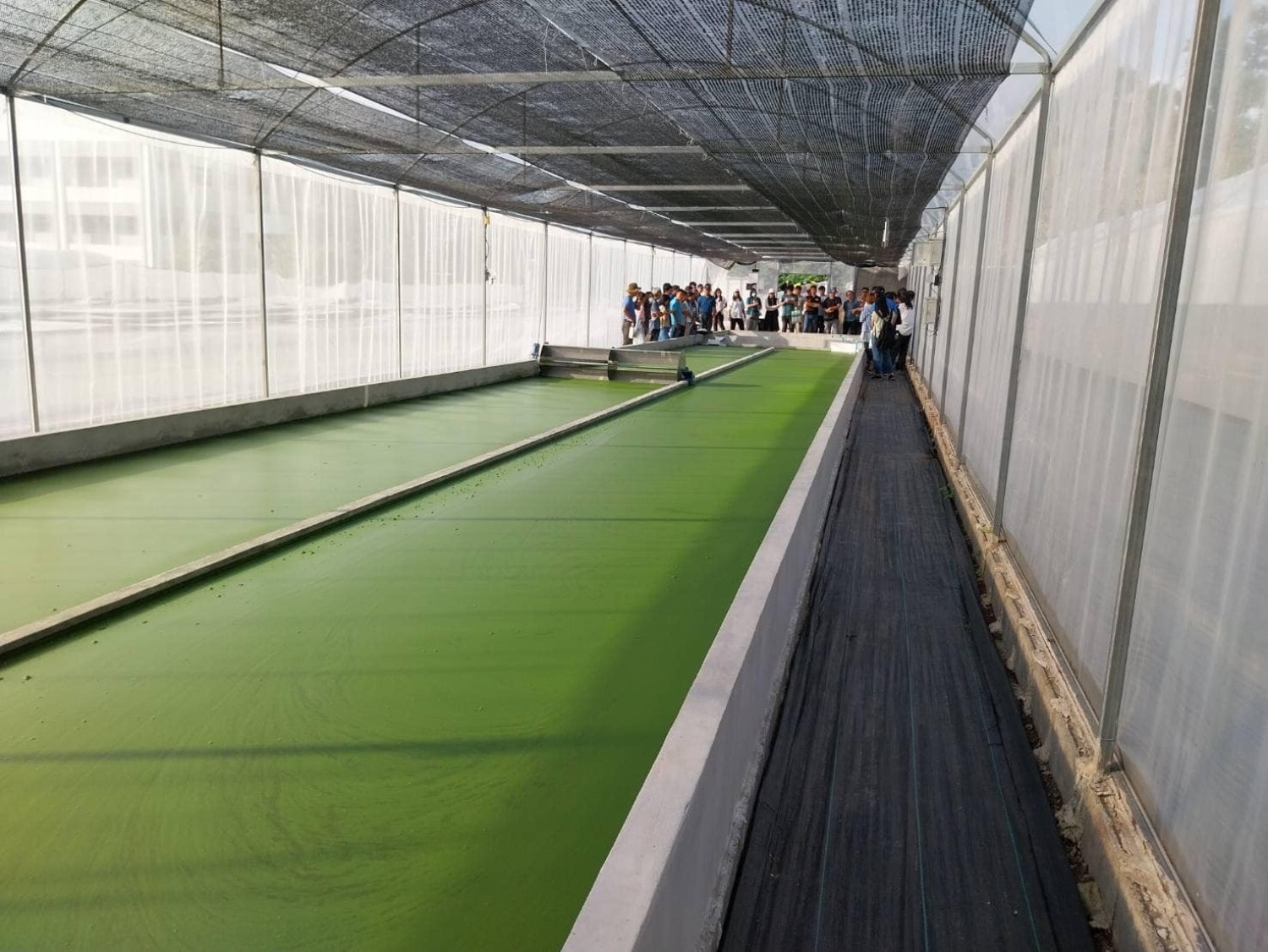 การขยายขนาดระดับการผลิตไข่น้ำปลอดภัยโปรตีนสูงด้วยเทคโนโลยีผสมผสานเพื่ออุตสาหกรรมอาหาร