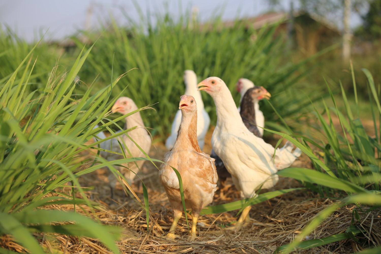 ไก่โคราช (ไก่ลูกผสมพื้นเมืองเป็นไก่เนื้อ)