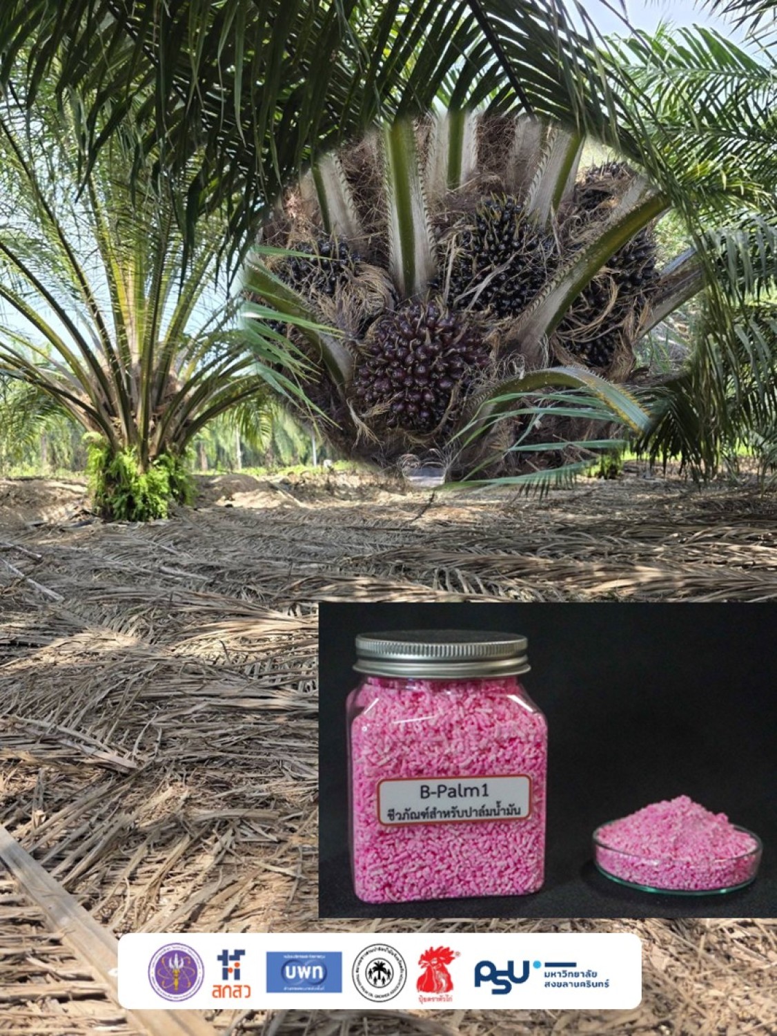 การใช้ชีวภัณฑ์ B-Palm1 ร่วมกับการจัดการสวนปาล์มน้ำมันที่ดี
