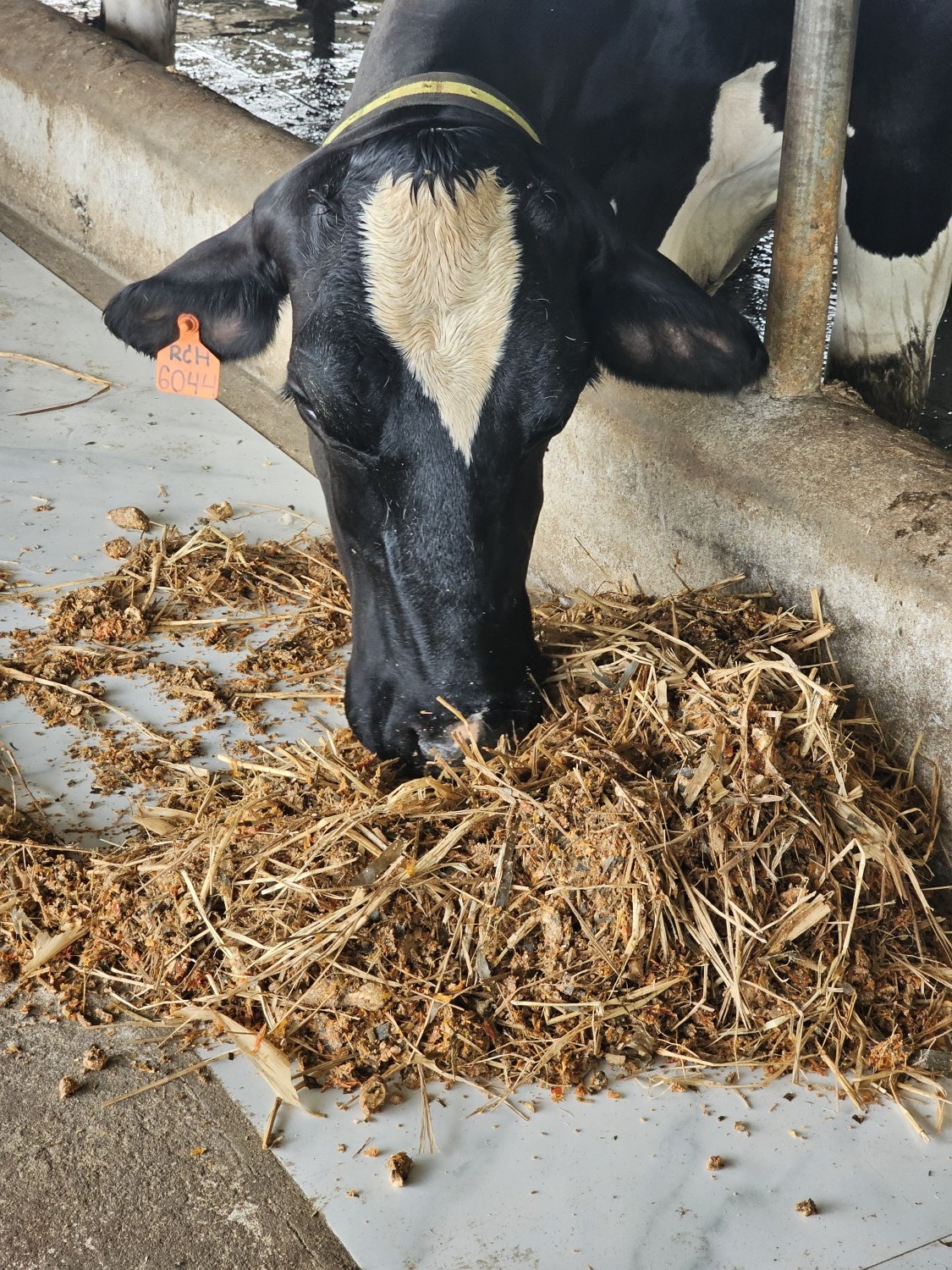 สูตรอาหารผสมครบส่วน (TMR) ที่มีส่วนผสมของกากมะเขือเทศหมัก