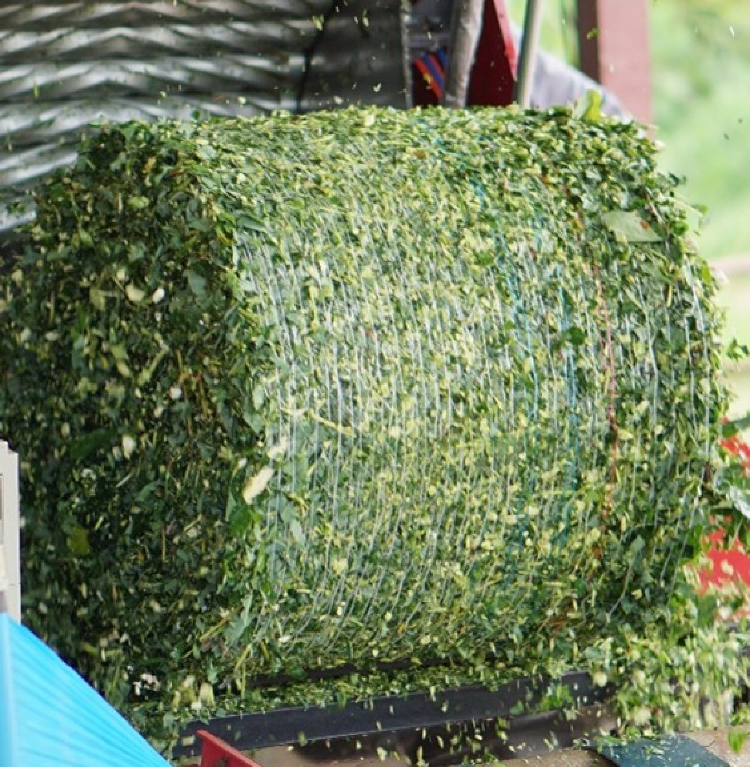 ยอดมันสำปะหลังอัดก้อนหมัก