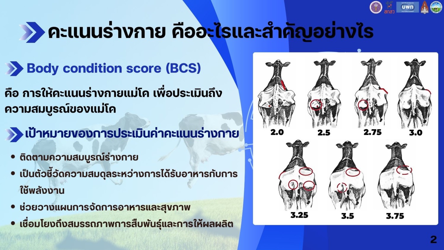 การประเมินค่าคะแนนร่างกายโครีดนมและโคนมก่อนคลอด