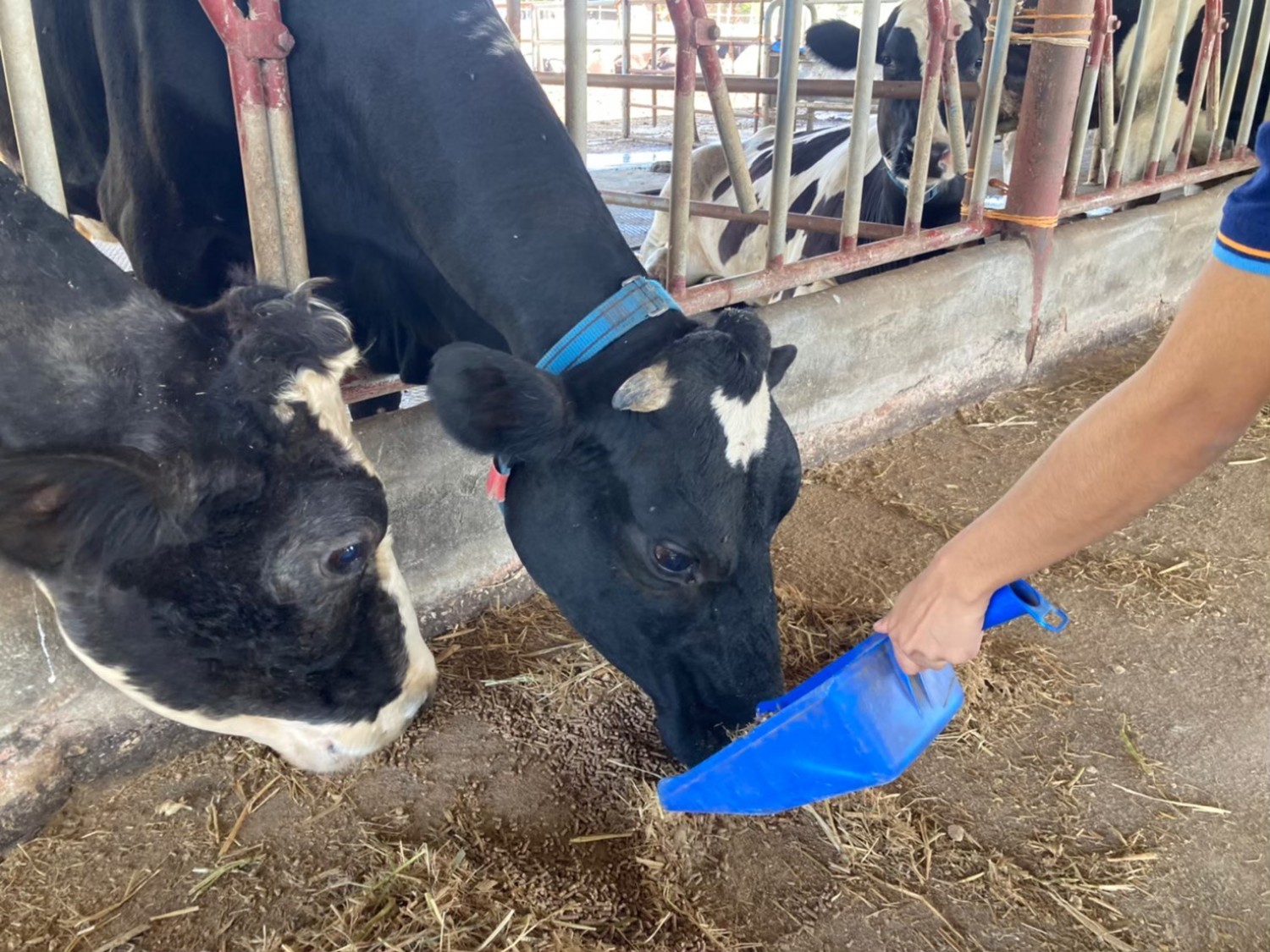 การจัดการการให้อาหารที่มีกรดไขมันโอเมกา 6 สูง ในอาหารโคนมช่วงก่อนคลอดและหลังคลอด