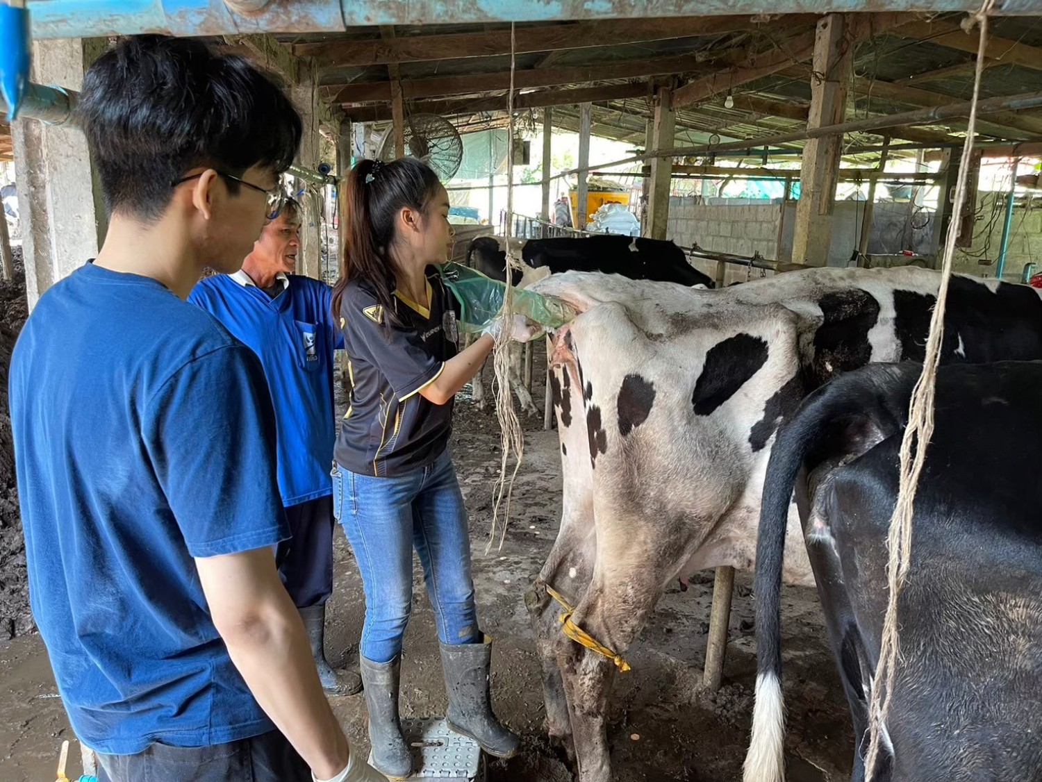 การเหนี่ยวนำการตกไข่โดยปราศจากฮอร์โมนโปรเจสเทอโรนและการผสมเทียมแบบกำหนดเวลา (G6G timed AI protocol)