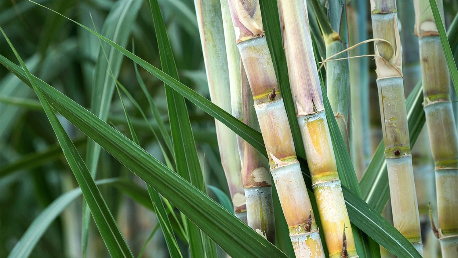 กระบวนการผลิตแก้วโดยใช้ขี้เถ้าใบอ้อยให้กลายเป็นอัญมณีเทียม