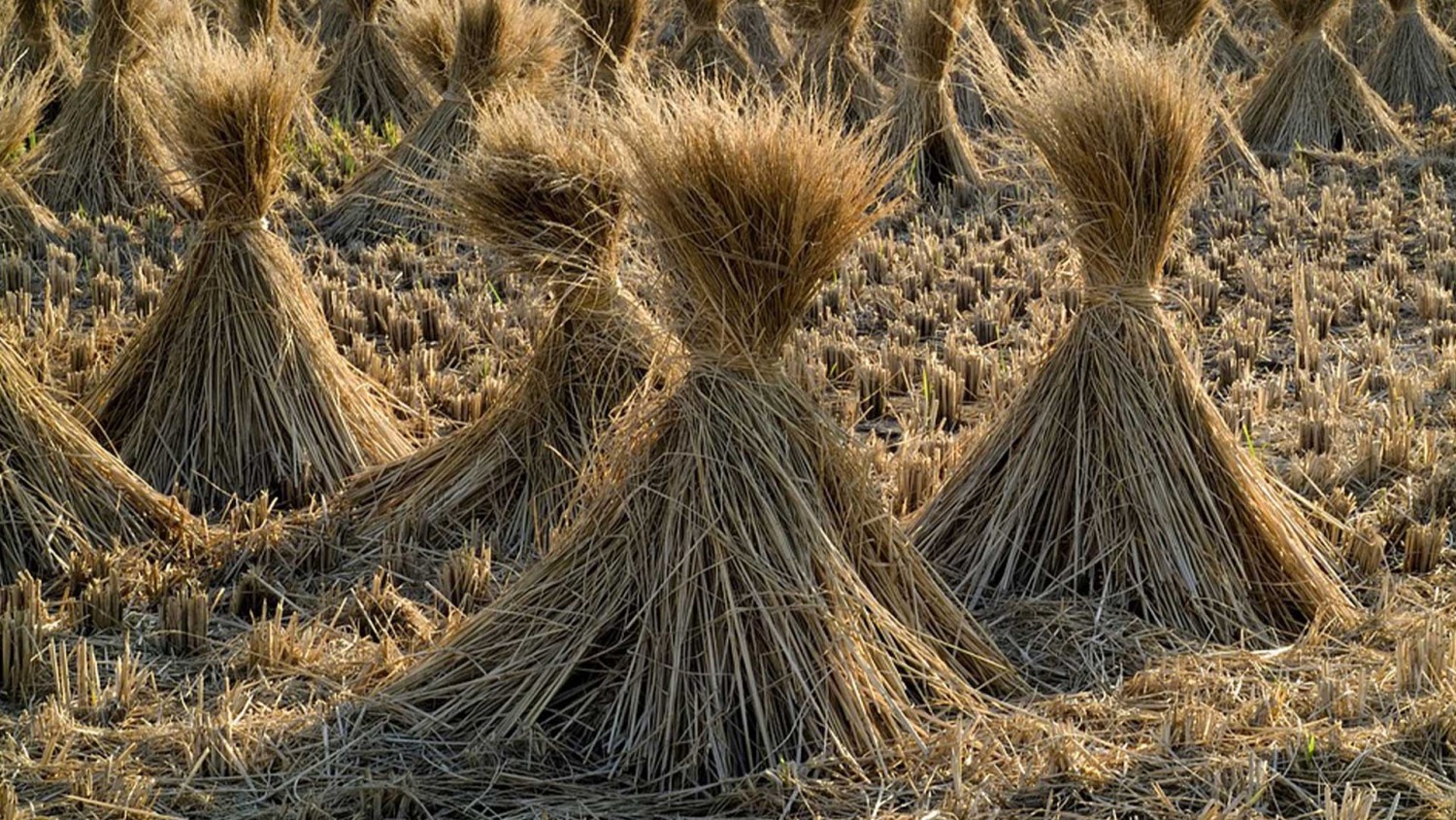 กระบวนการผลิตแก้วโดยใช้ฟางข้าว
