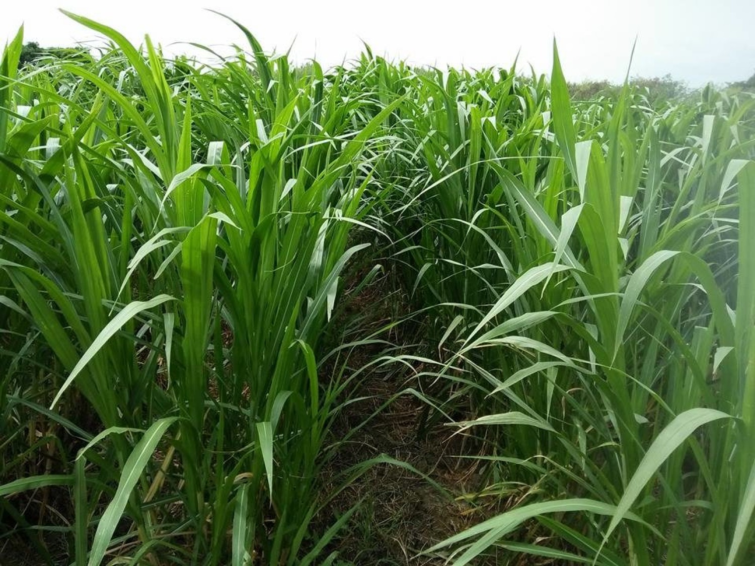 กระบวนการผลิตแก้วโดยใช้ขี้เถ้าหญ้าเนเปียร์จากโรงไฟฟ้าชีวมวล