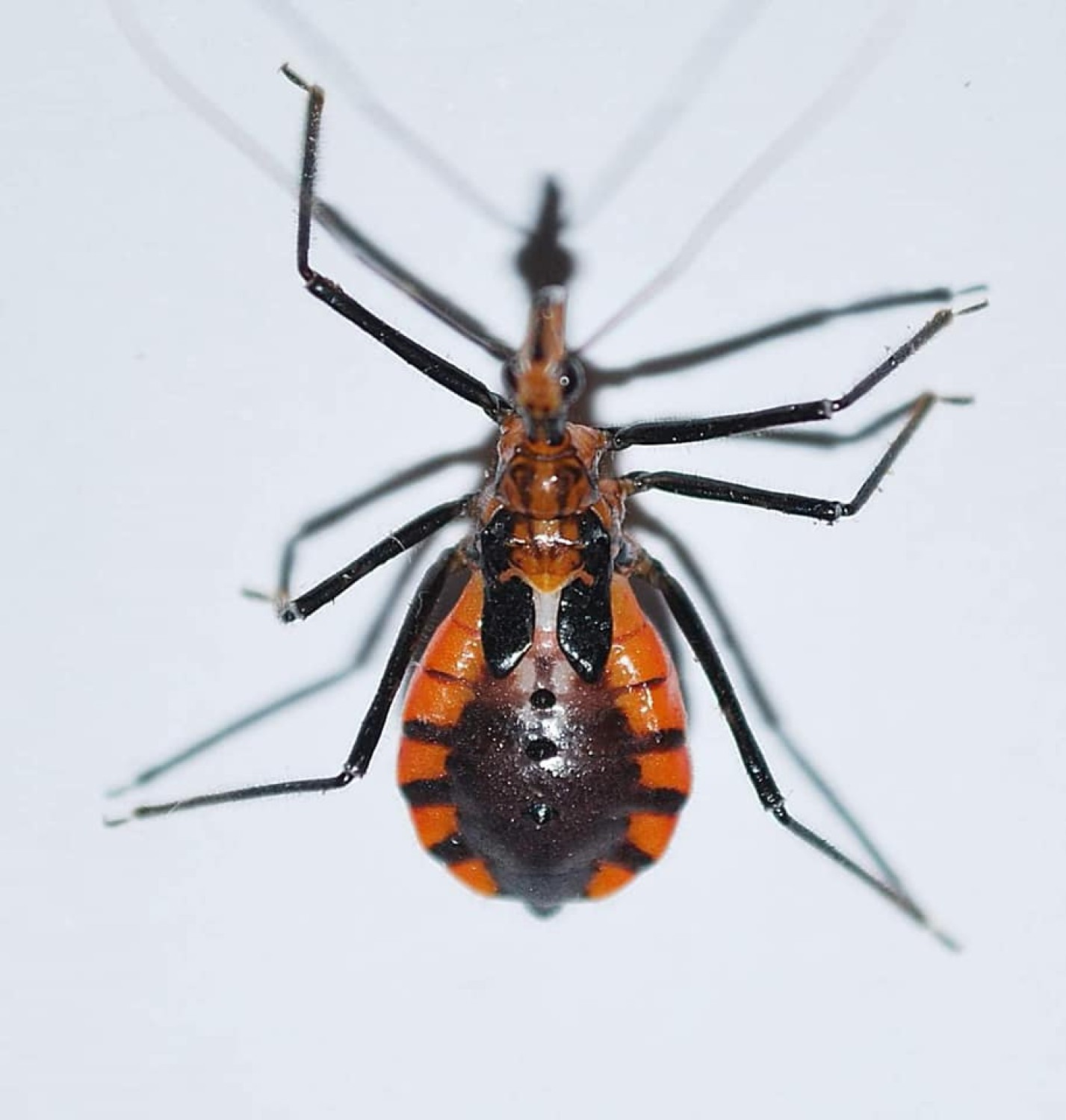 มวนตัวห้ำ