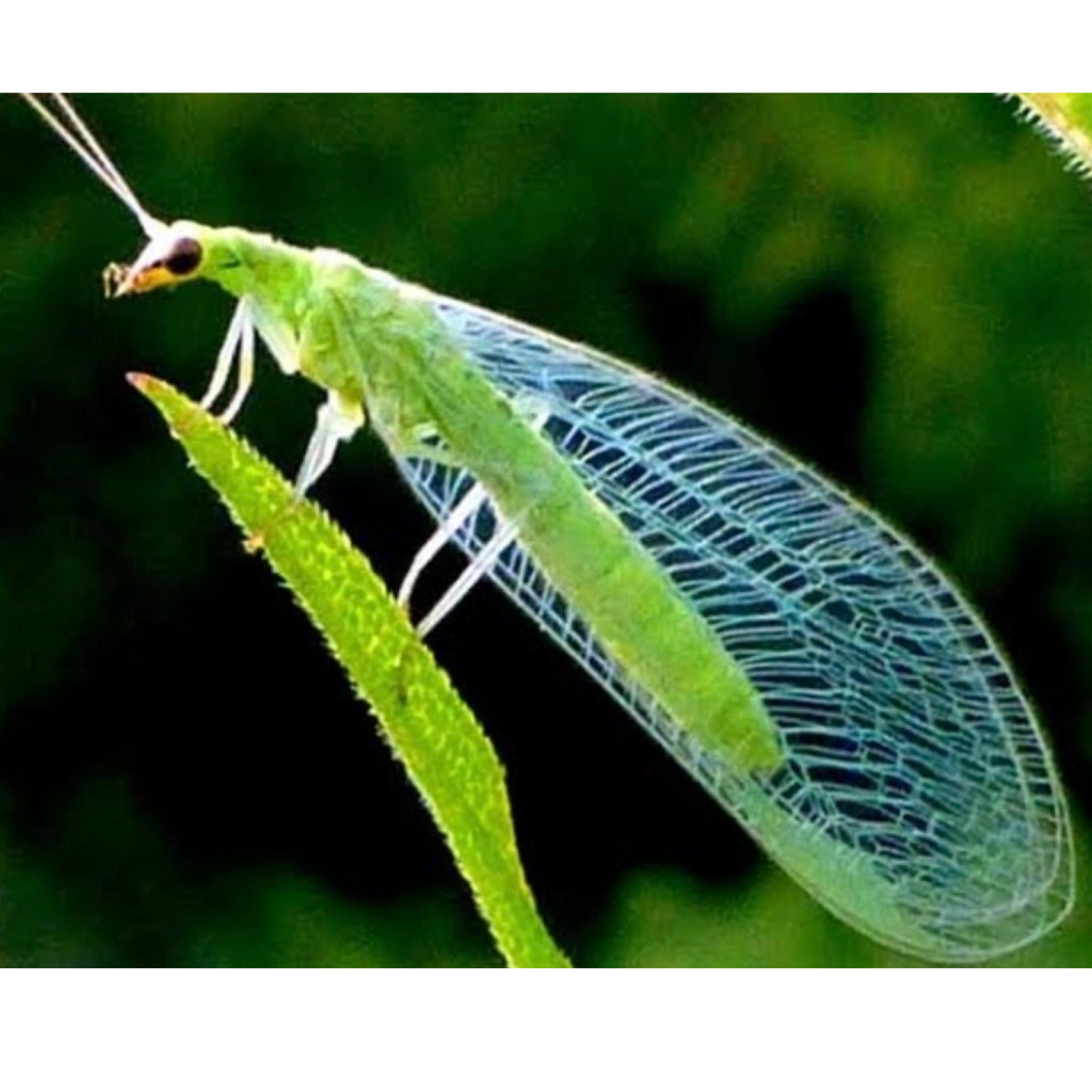 แมลงช้างปีกใส 