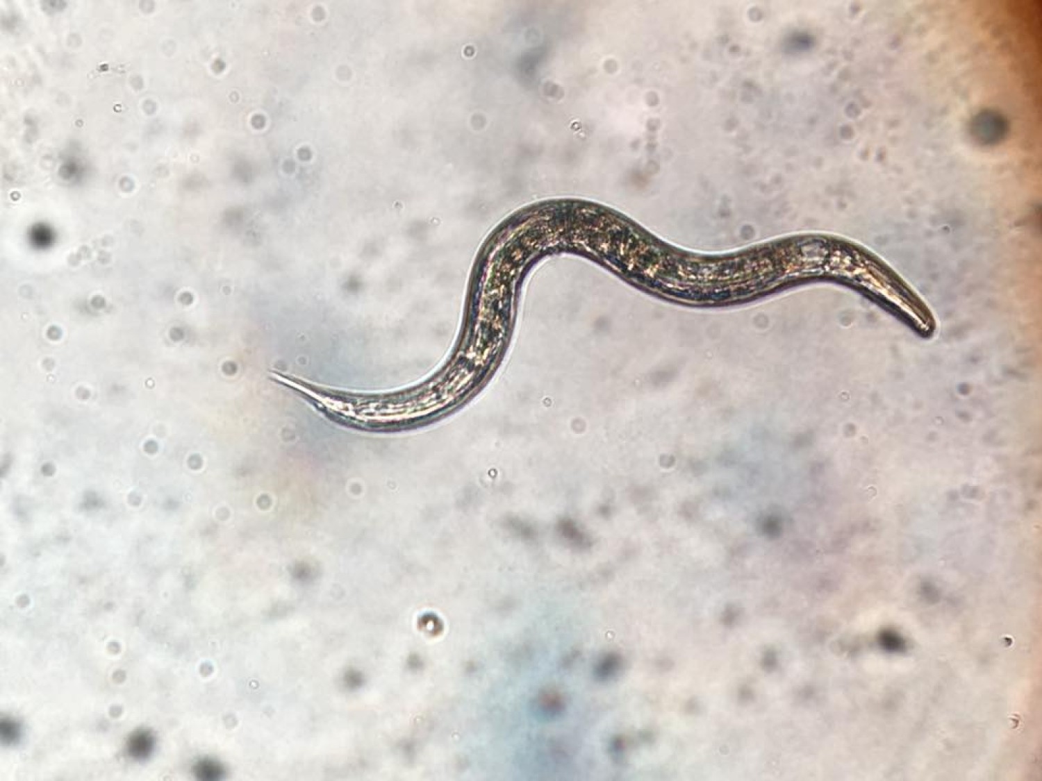 ไส้เดือนฝอยก่อโรคแก่แมลง 