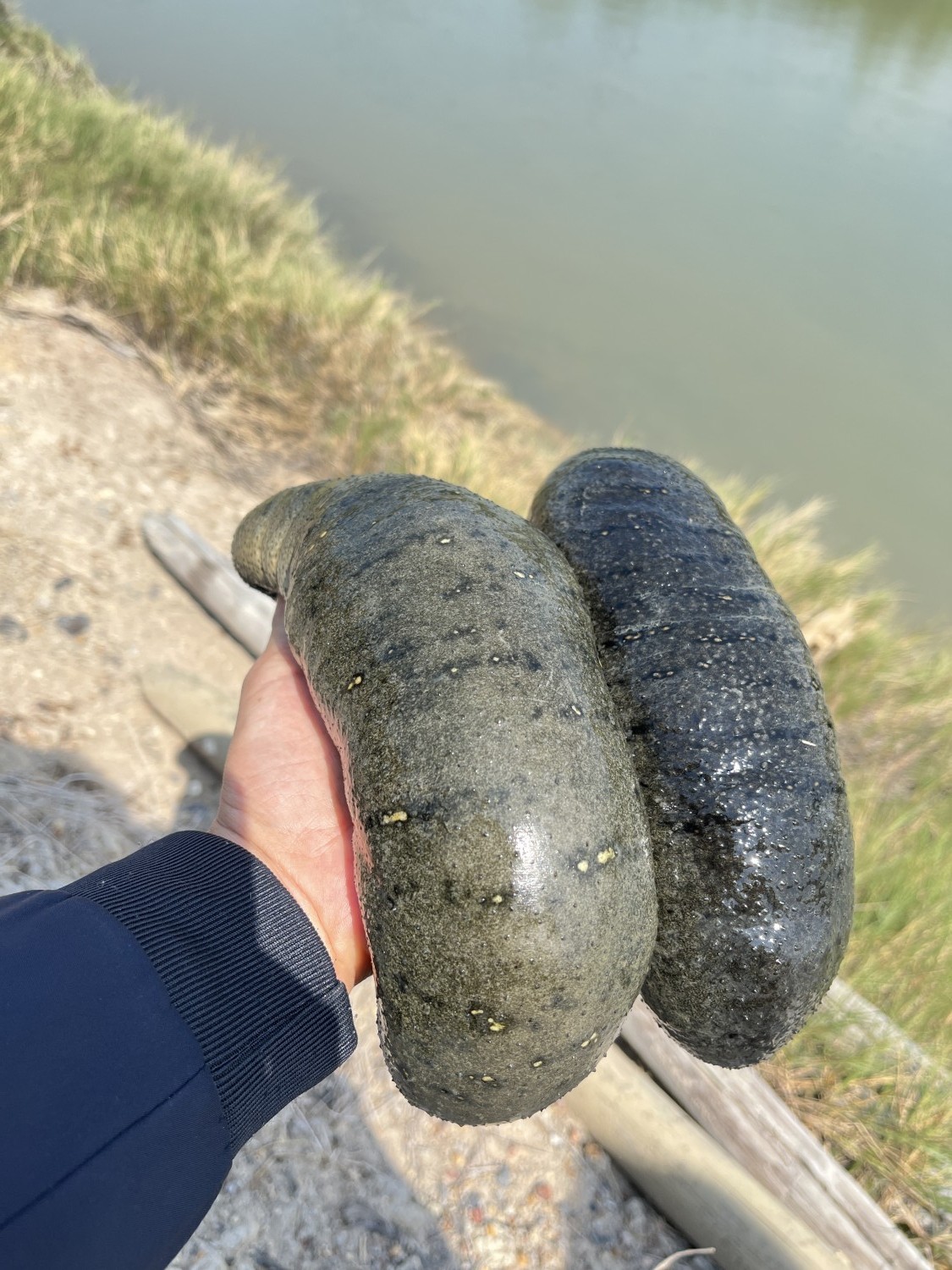 การเลี้ยงปลิงทะเลขุนในบ่อดิน