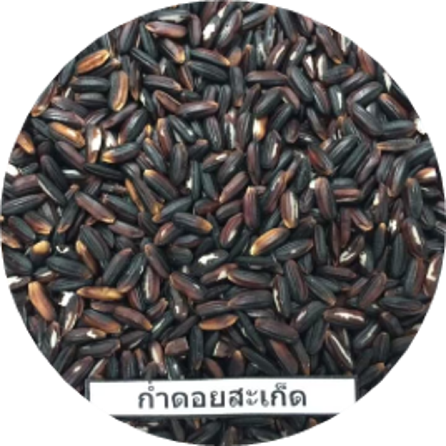 พันธุ์ก่ำดอยสะเก็ด