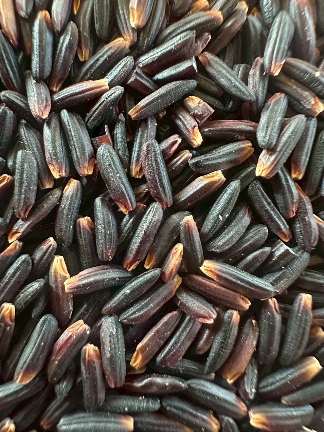 พันธุ์ก่ำเจ้า มช. เค 4