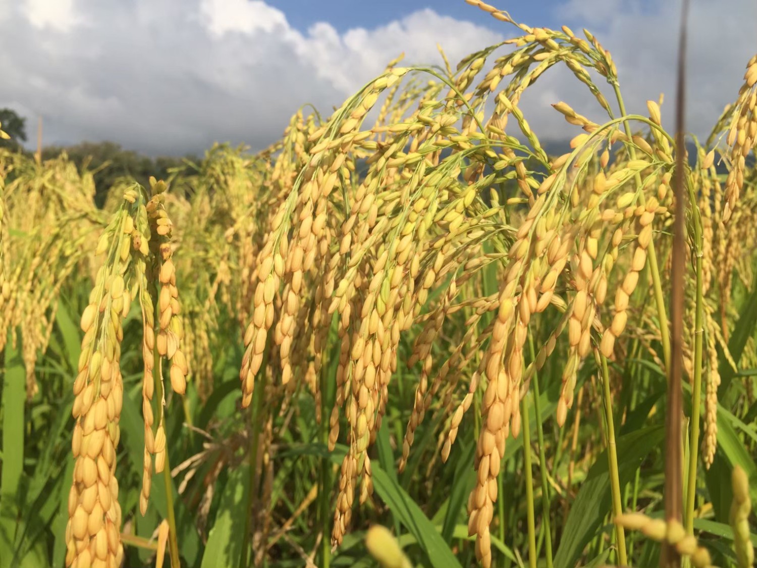 พันธุ์บือบ้าง 4 มช.