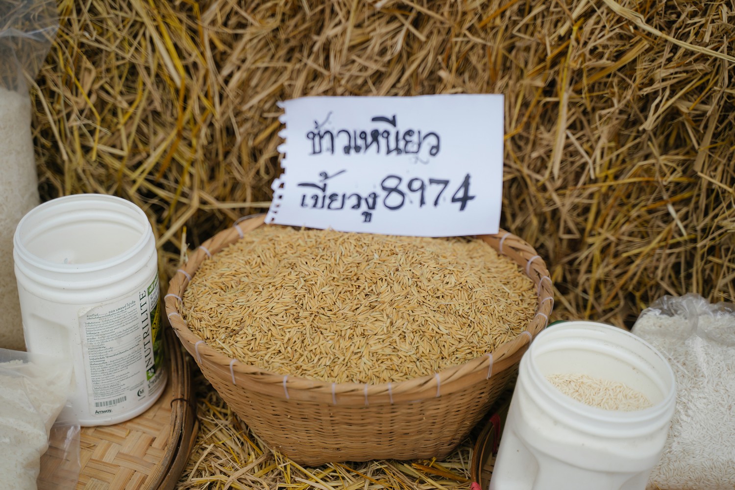 เมล็ดพันธุ์ข้าวเหนียวเขี้ยวงู GI บริสุทธิ์  