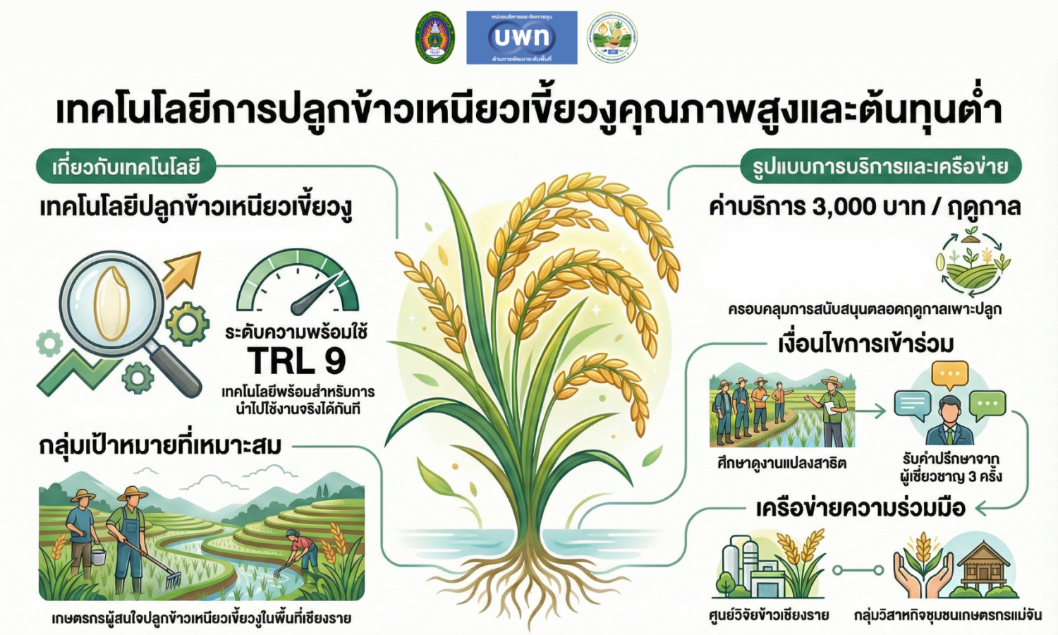 เทคโนโลยีการปลูกข้าวเหนียวเขี้ยวงูที่มีคุณภาพสูงและต้นทุนต่ำ 