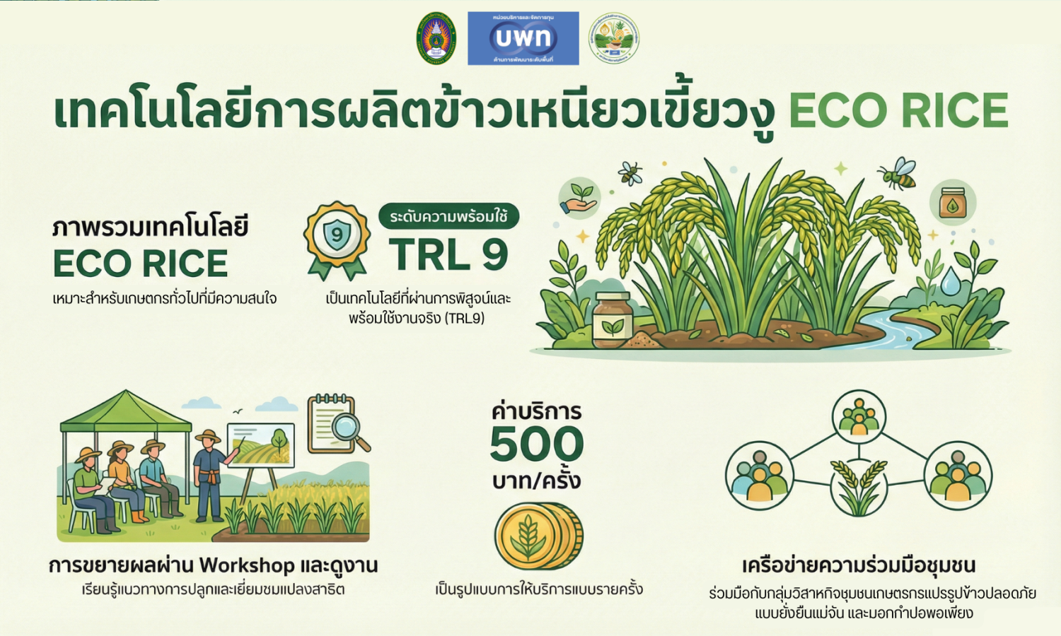 เทคโนโลยีการผลิตข้าวเหนียวเขี้ยวงูแบบ ECO RICE 