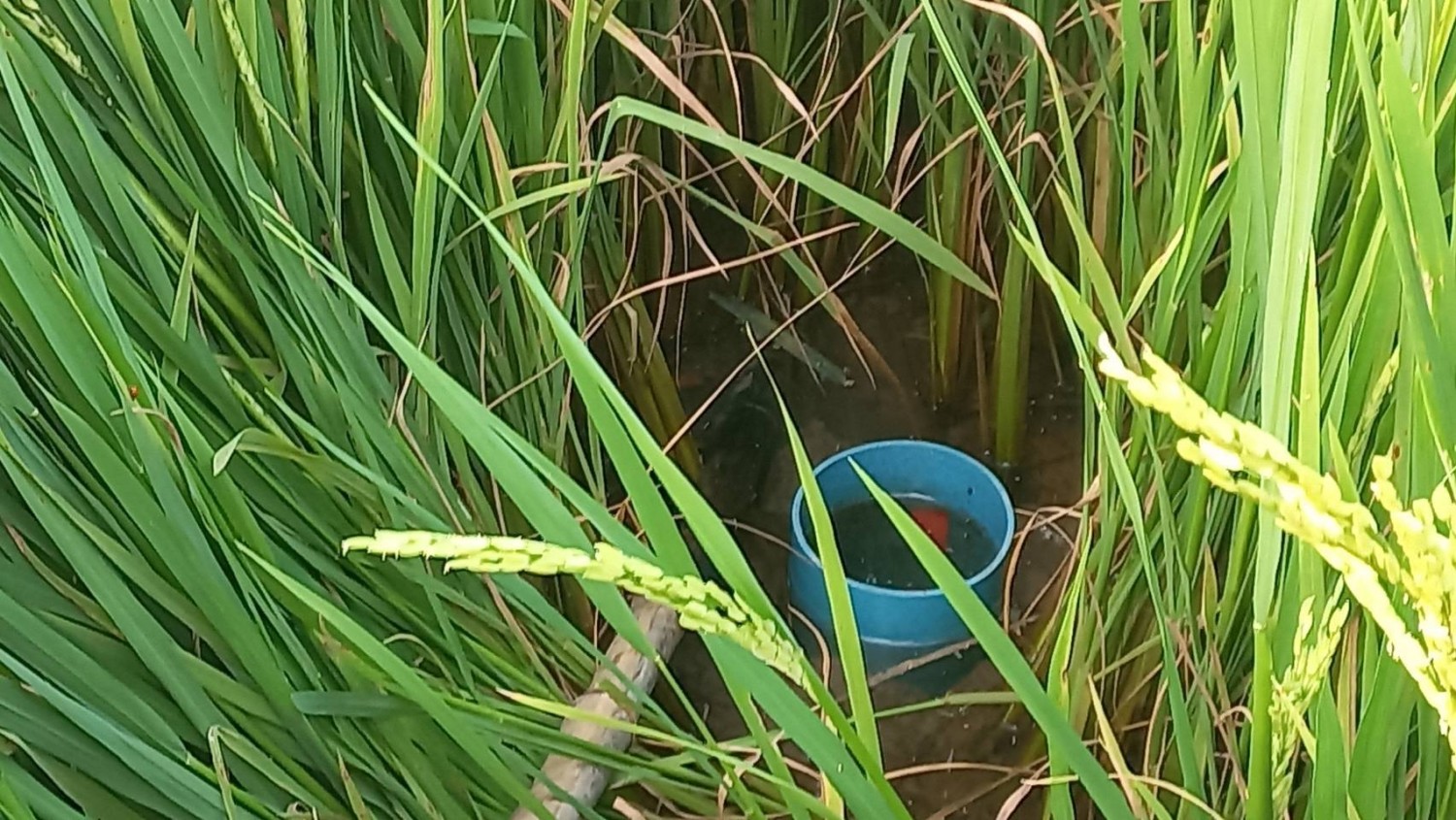 การทำนาแบบแห้งสลับเปียก (AWD: Alternate Wetting and Drying) (เทคโนโลยีท่อวัดระดับน้ำ)