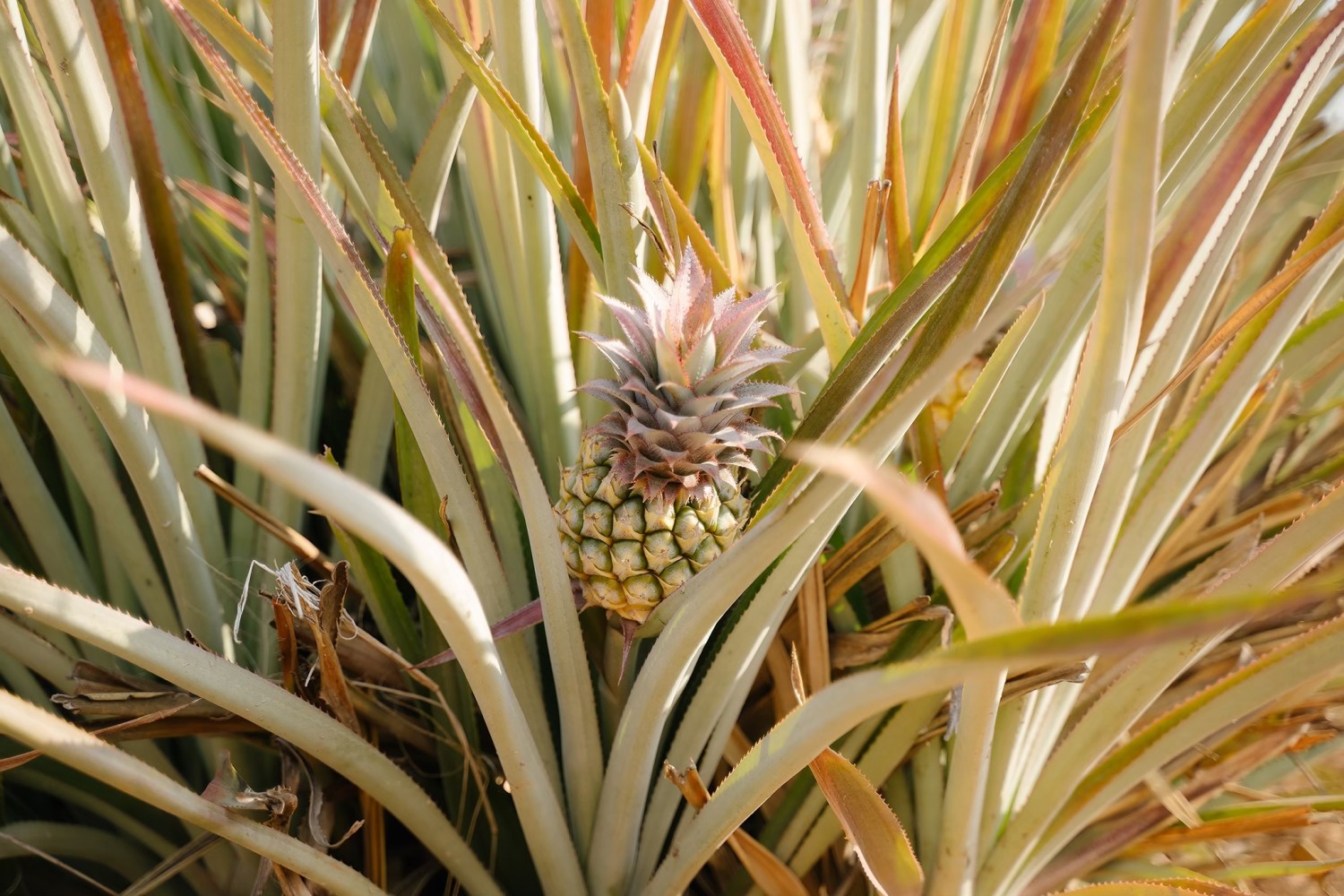 เทคโนโลยีการคัดเลือกพันธุ์และท่อนพันธุ์คุณภาพนางแลและภูแล