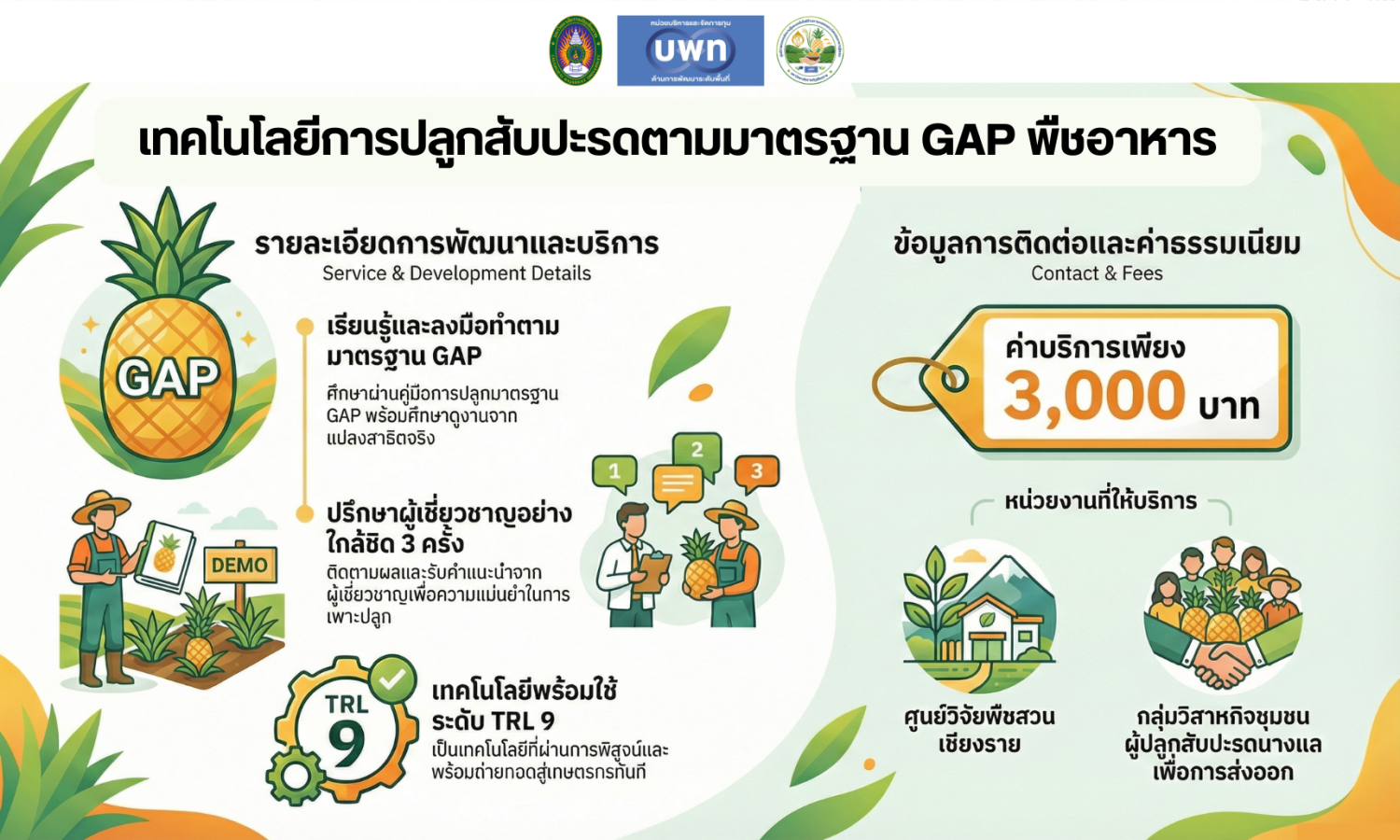 เทคโนโลยีการปลูกสับปะรดตามมาตรฐาน GAP พืชอาหาร 