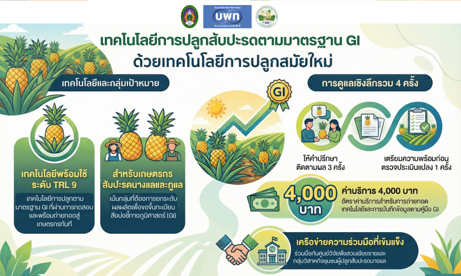 เทคโนโลยีการปลูกสับปะรดตามมาตรฐาน GI 