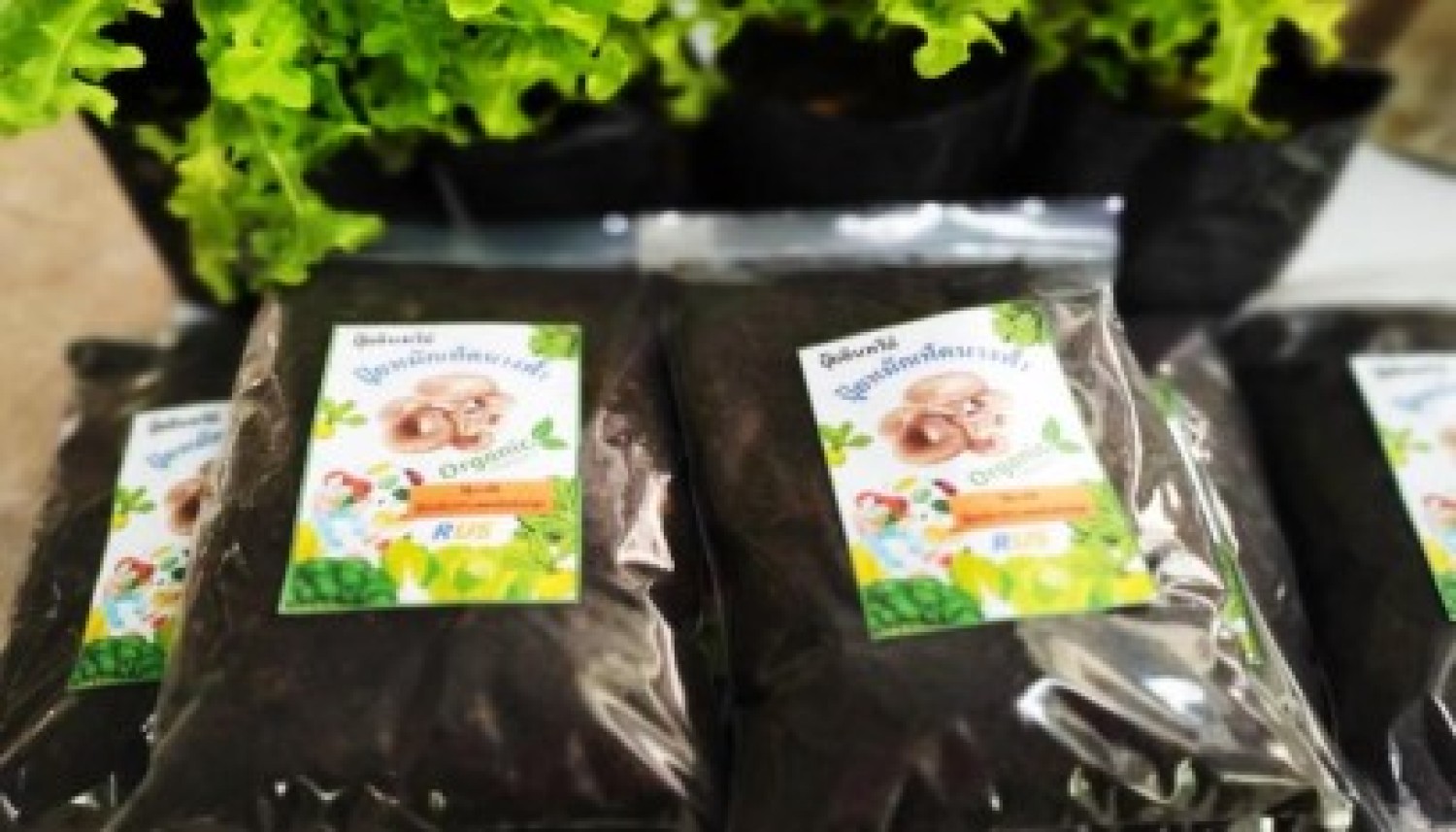 ปุ๋ยหมักชีวภาพจากเศษเหลือทิ้งของวัสดุเพาะเห็ดที่ปลดระวาง และกระบวนการแปรรูปเห็ด