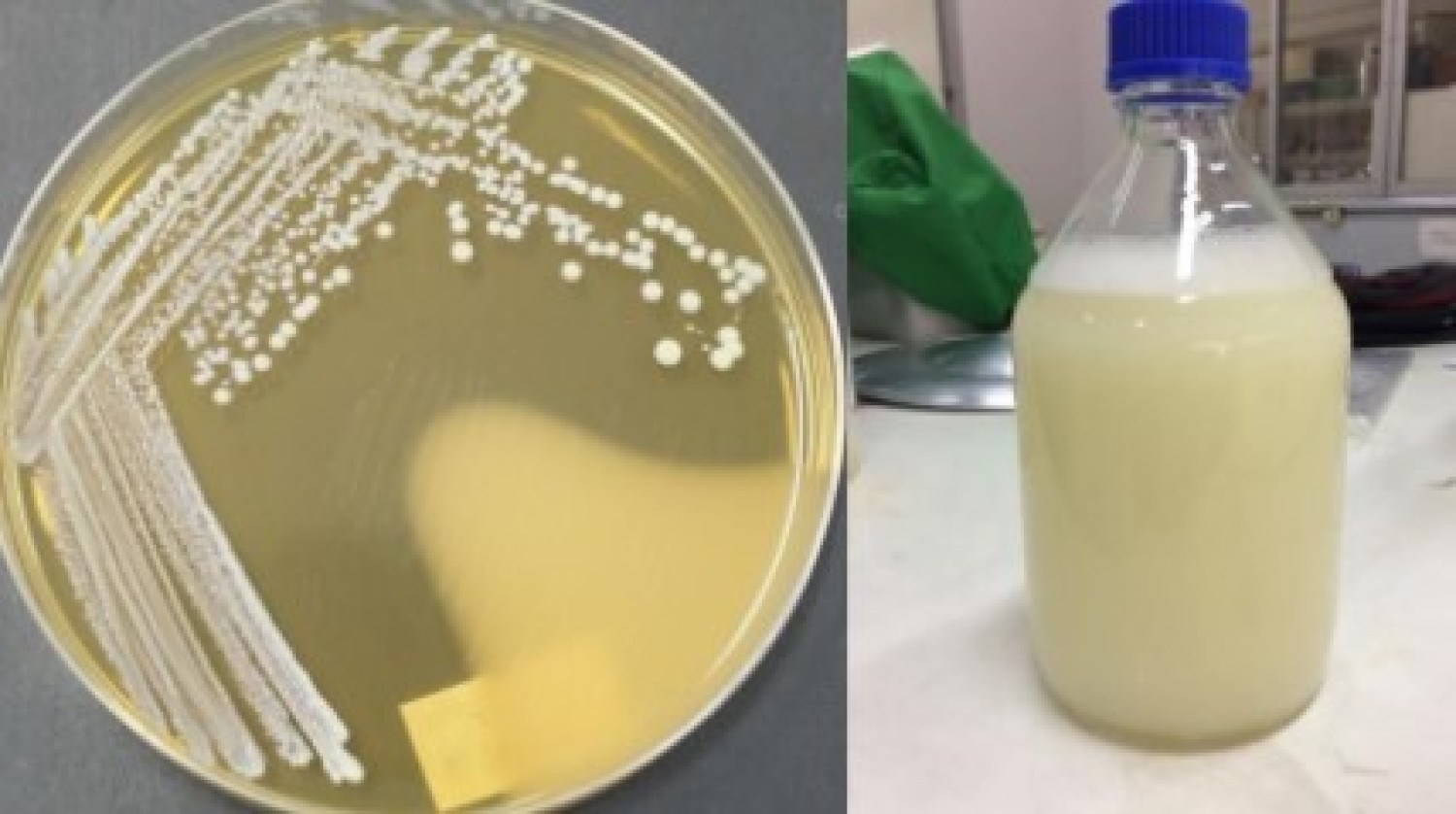 จุลินทรีย์โปรไบโอติก Lactobacillus plantarum NM11 สำหรับเลี้ยงสัตว์ปีก