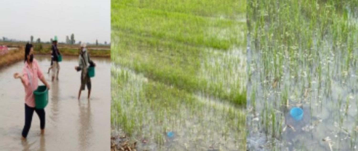 ต้นแบบผลิตภัณฑ์ระดับภาคสนามในการพยากรณ์ระดับน้ำขาด: แบบจำลองลดผลกระทบจากน้ำแล้งต้นข้าวขาดน้ำ 