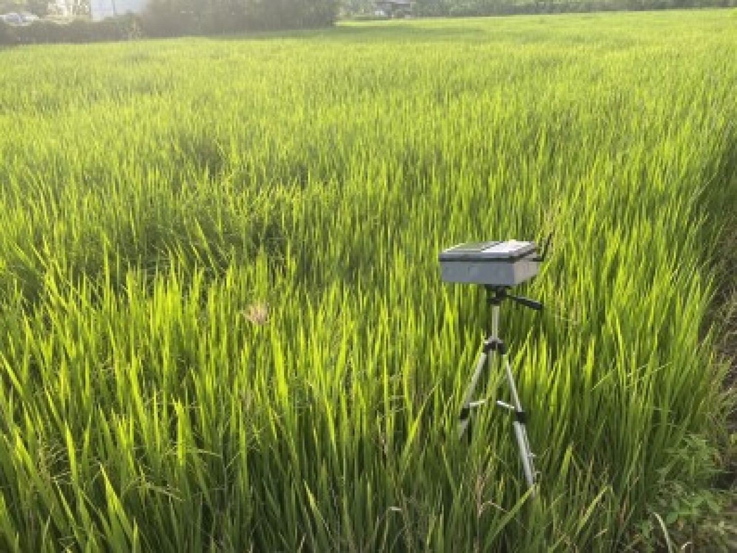 เครือข่ายเซนเซอร์แบบไร้สายสำหรับตรวจวัดอุณหภูมิข้าว