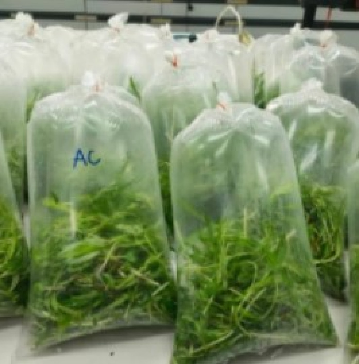 เทคโนโลยีหลังการเก็บเกี่ยวต้นอ่อนผักบุ้งพร้อมบริโภค