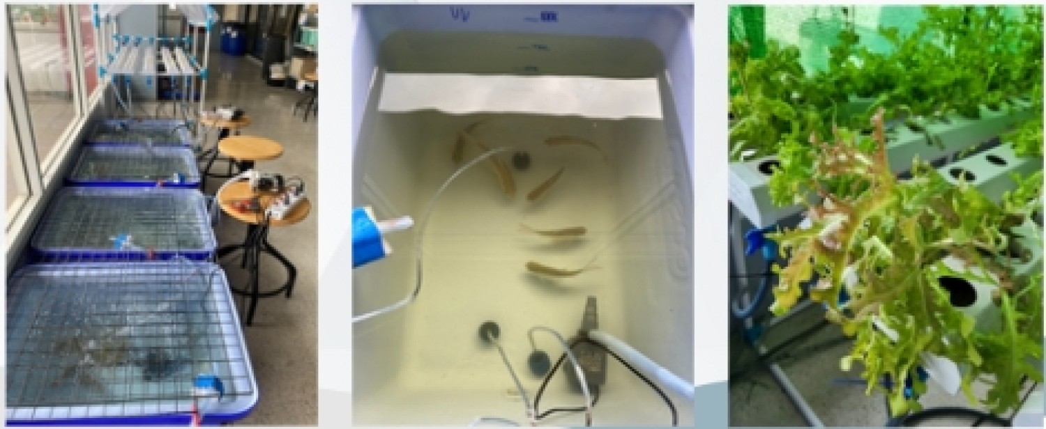 ระบบปลูกพืชและเลี้ยงปลาจากน้ำที่ผ่านการบำบัดน้ำแบบเมมเบรน