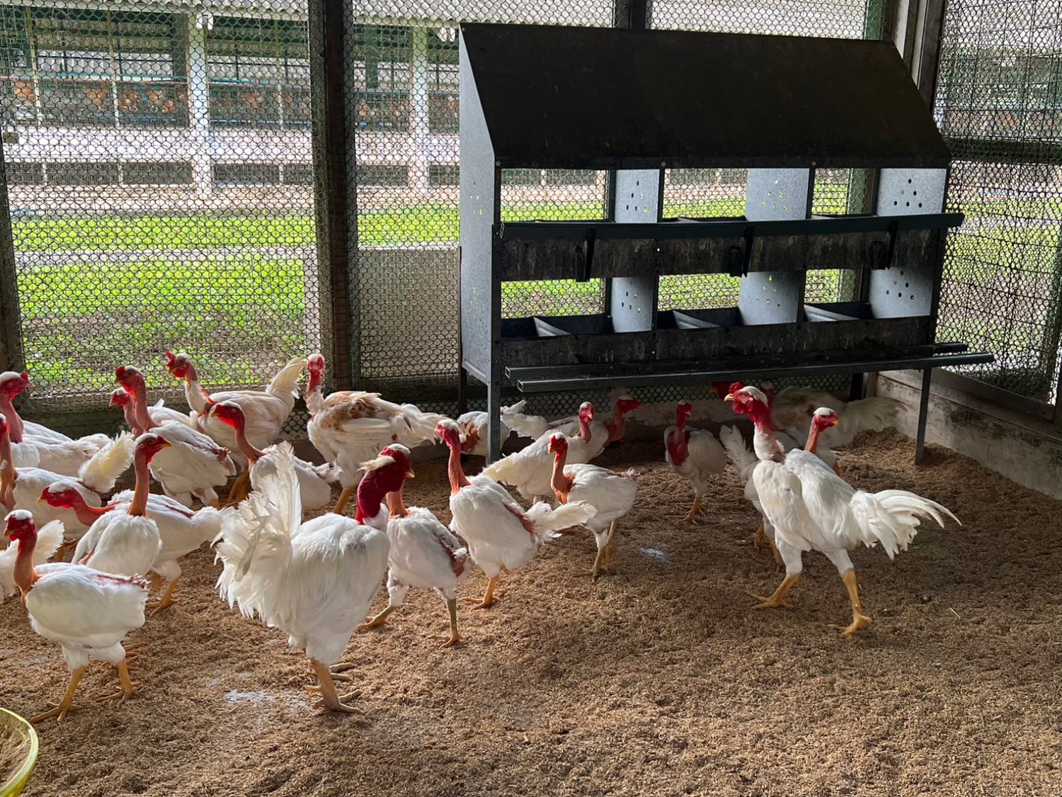 กระบวนการผลิตไข่พันธ์ไก่พื้นเมืองลูกผสม