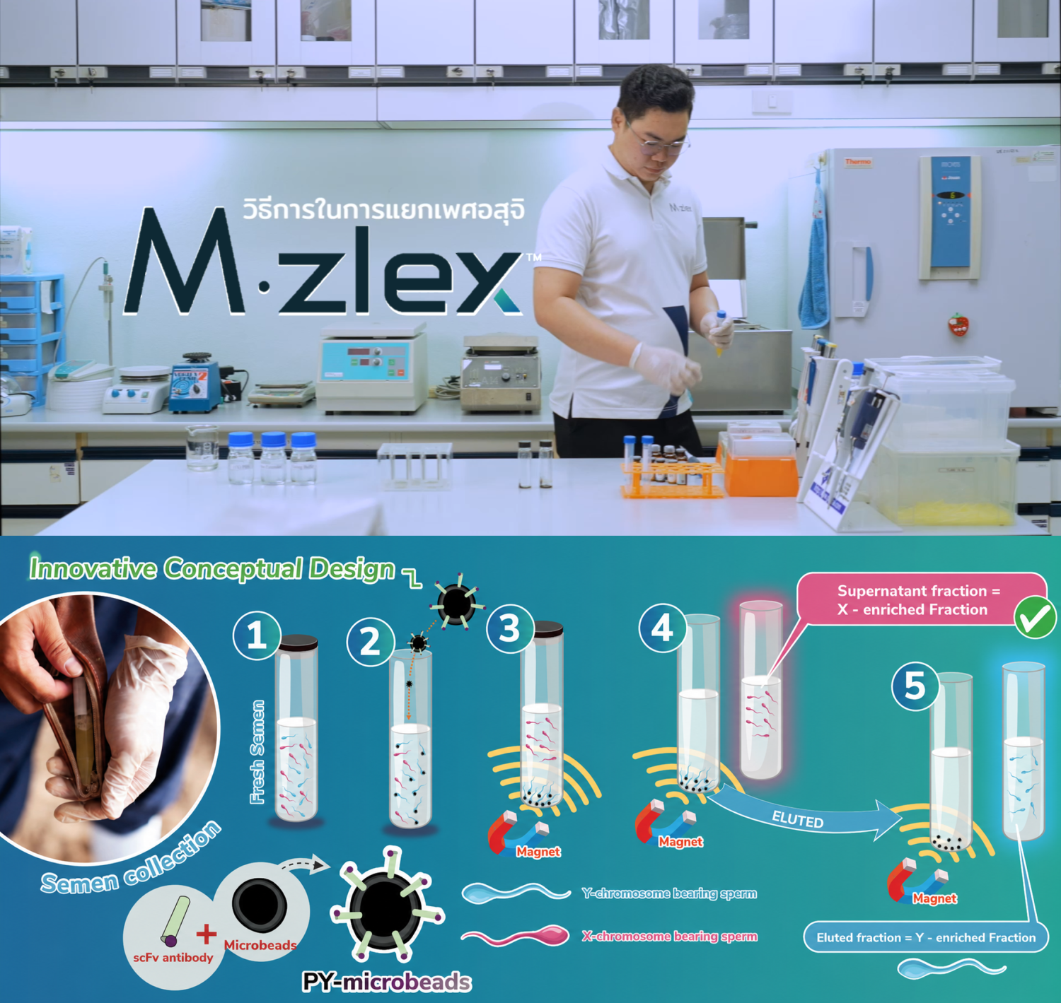 นวัตกรรมการคัดแยกเพศน้ำเชื้อโคนม M-Zlex (Magnetic-activated sexed sperm sorting using recombinant antibody)