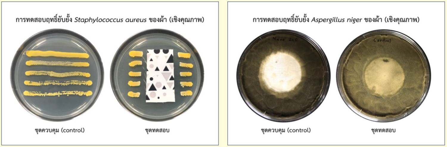 ทดสอบฤทธิ์ต้านเชื้อจุลินทรีย์ของผ้า