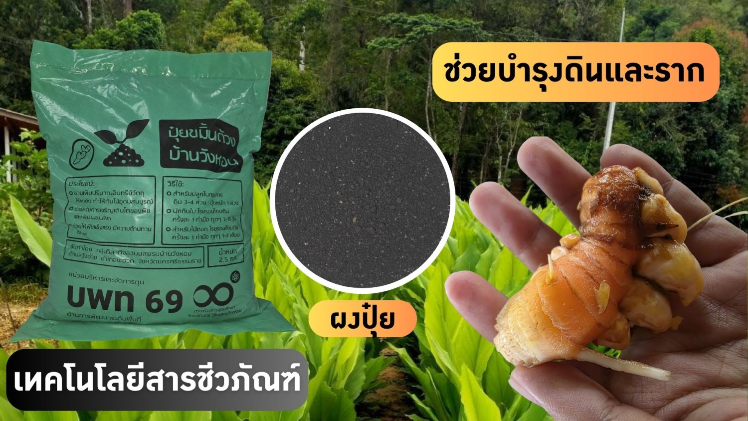 เทคโนโลยีสารชีวภัณฑ์เพื่อการผลิตขมิ้นชันคุณภาพสูง