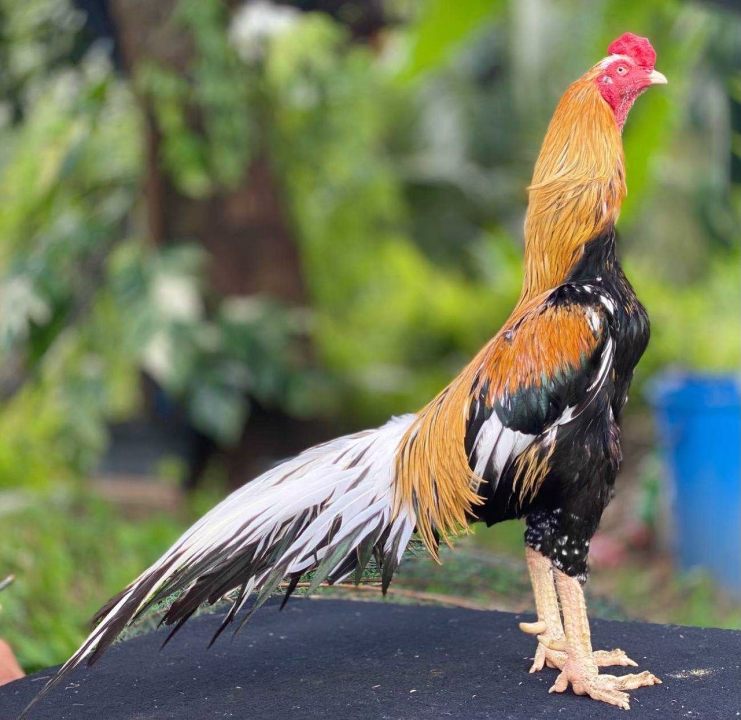 เทคโนโลยีการคัดเลือกและพัฒนาสายพันธุ์ไก่พื้นเมือง