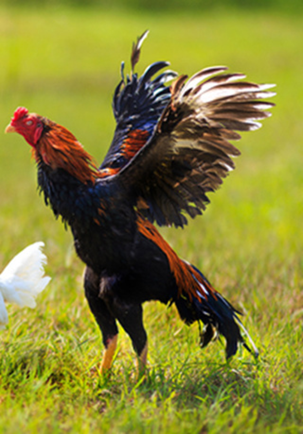 ไก่เหลืองหางขาว (ไก่พ่อพันธุ์ที่ใช้ในการผลิตไก่โคราช)