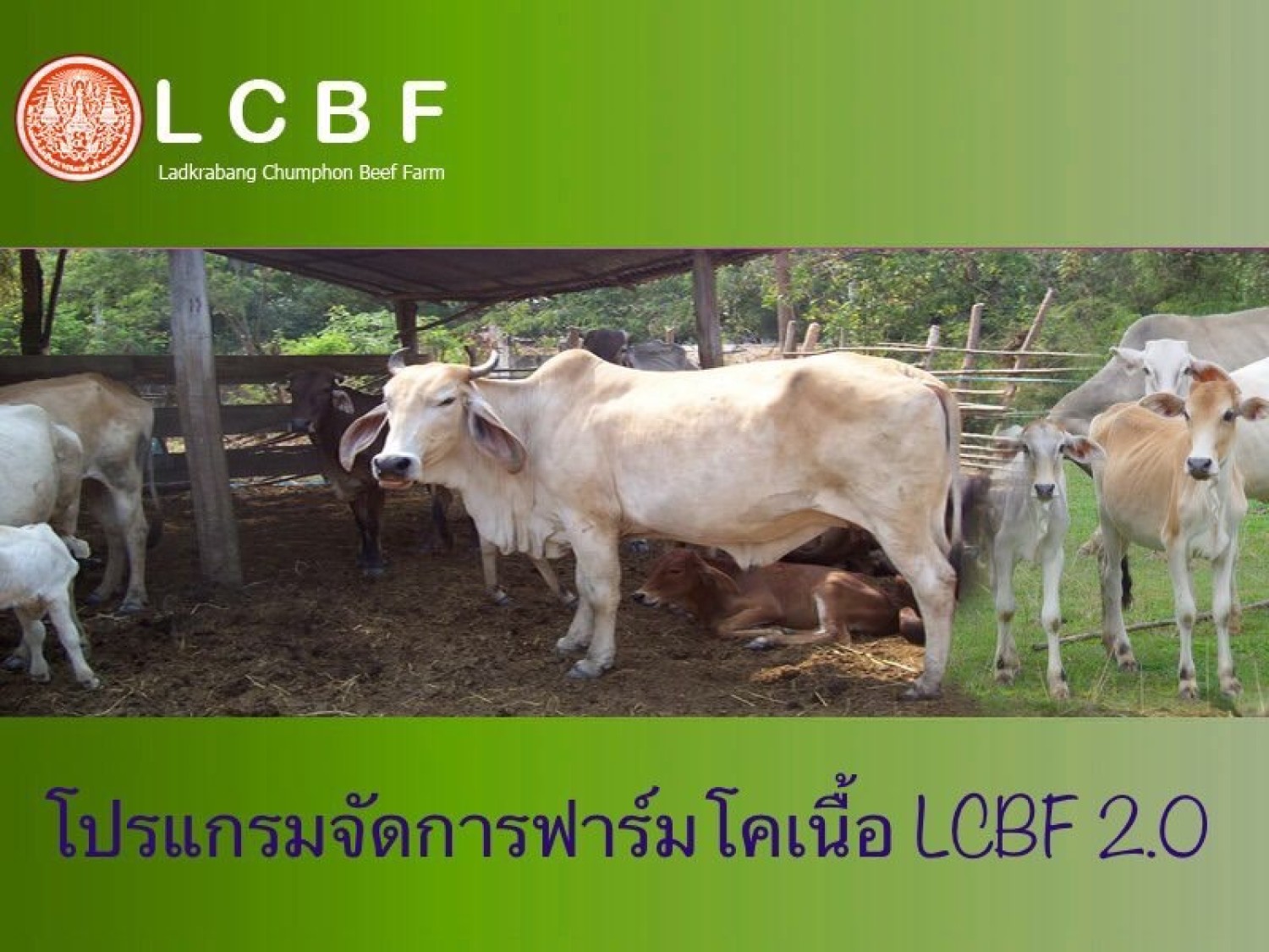 โปรแกรมจัดการฟาร์มโคเนื้อ LCBF 2.0 (Ladkrabang Chumphon Beef Farm 2.0)