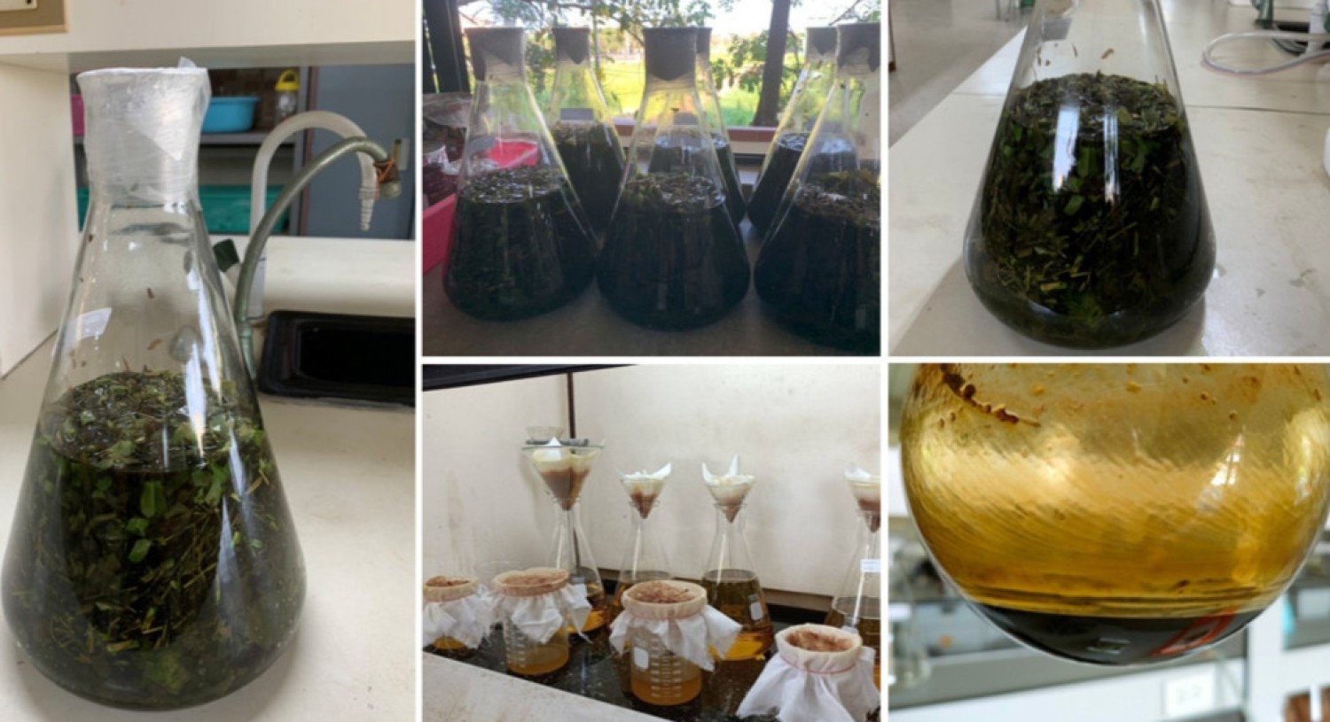 การเตรียมสารสกัดหยาบสมุนไพรโดยวิธีการหมัก (Maceration)